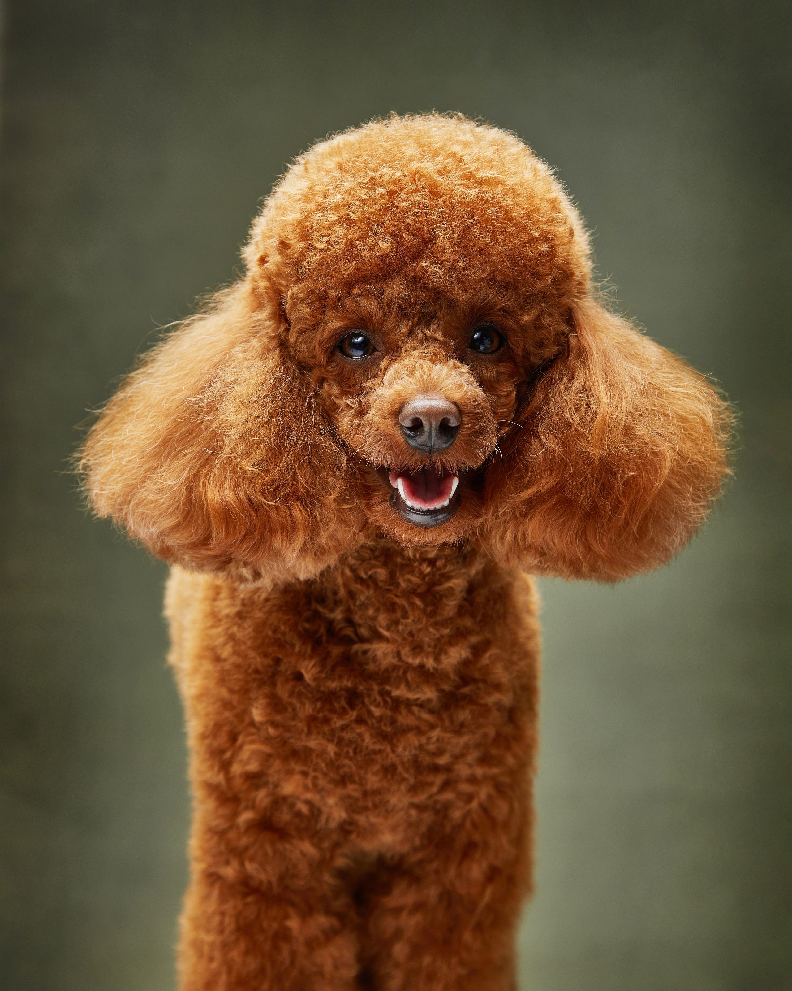 Pets Photography / Фотограф Собак