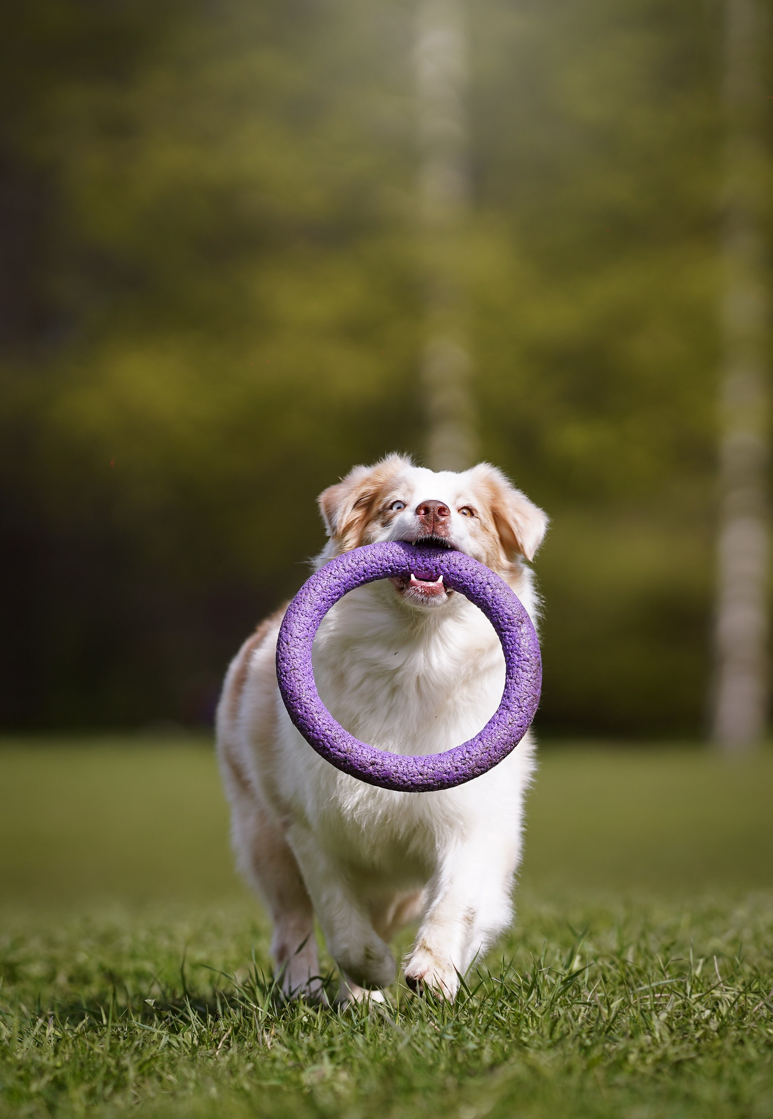 Рокки и Гермиона. Фотограф-анималист в Санкт-Петербурге Яна Мартынова