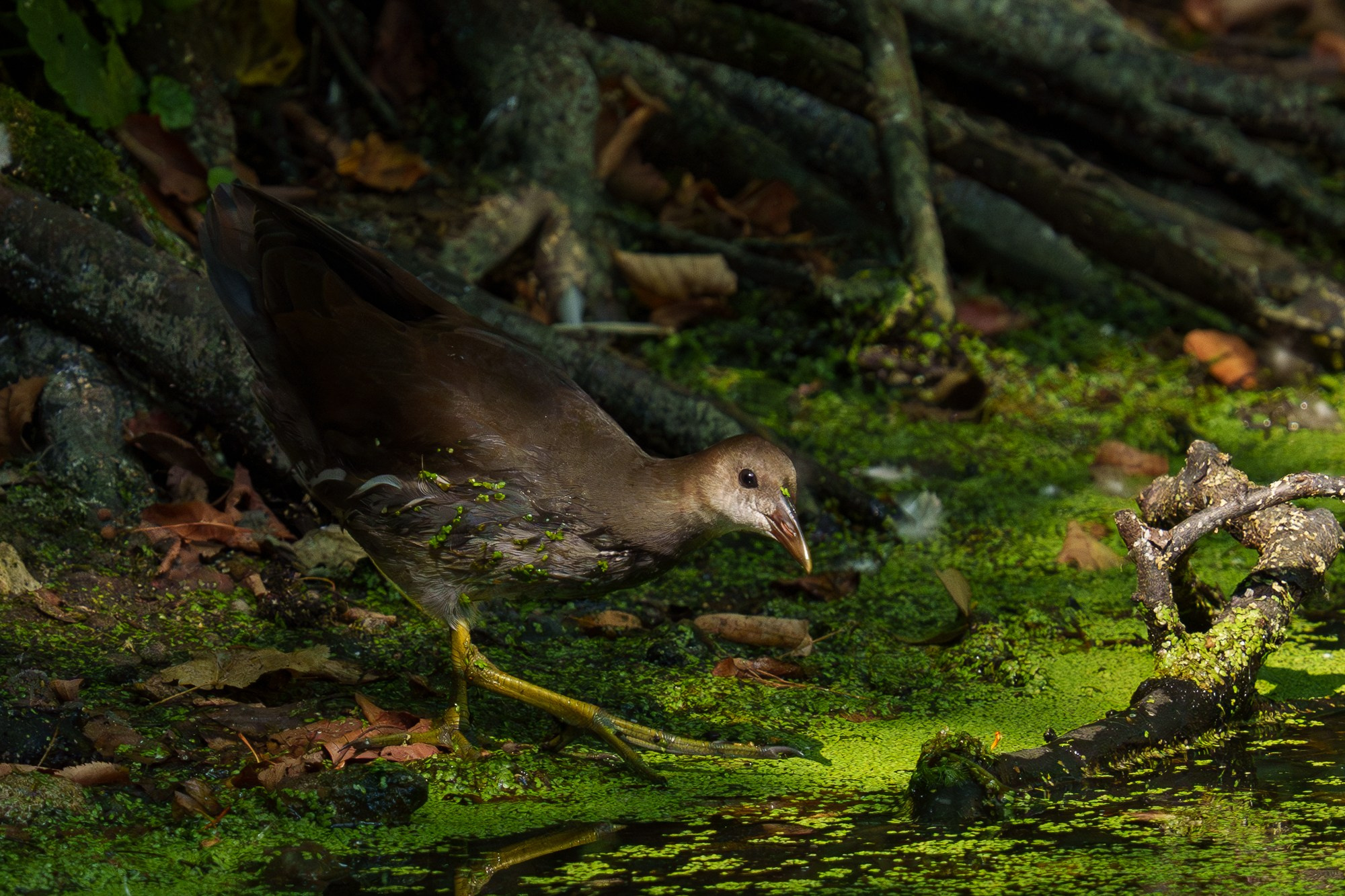 Удивительные мир птиц. Вокруг нас столько прекрасного — присмотритесь!. Ваш личный фотограф Марина Волкова