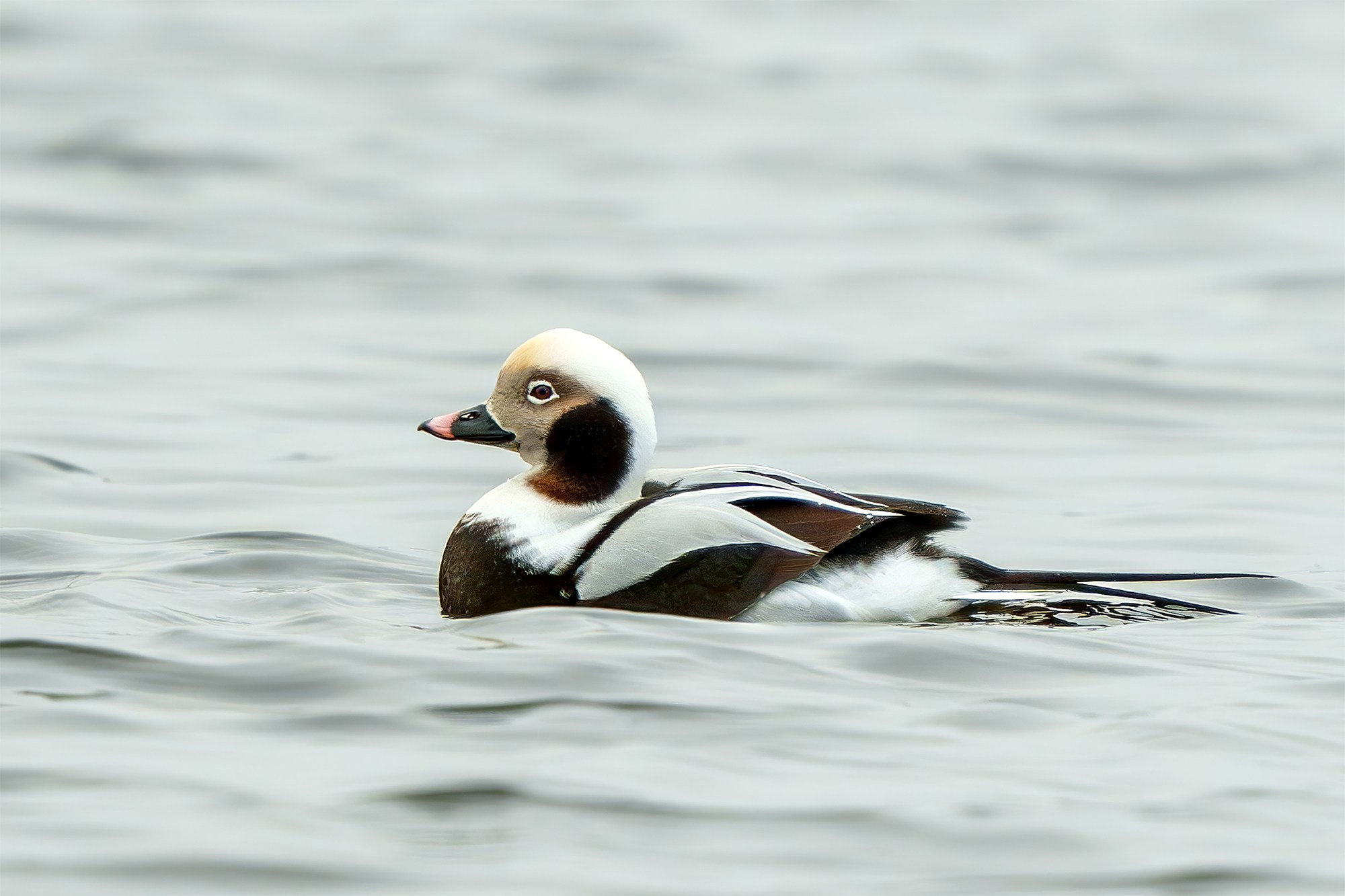 Удивительные мир птиц. Вокруг нас столько прекрасного — присмотритесь!. Ваш личный фотограф Марина Волкова