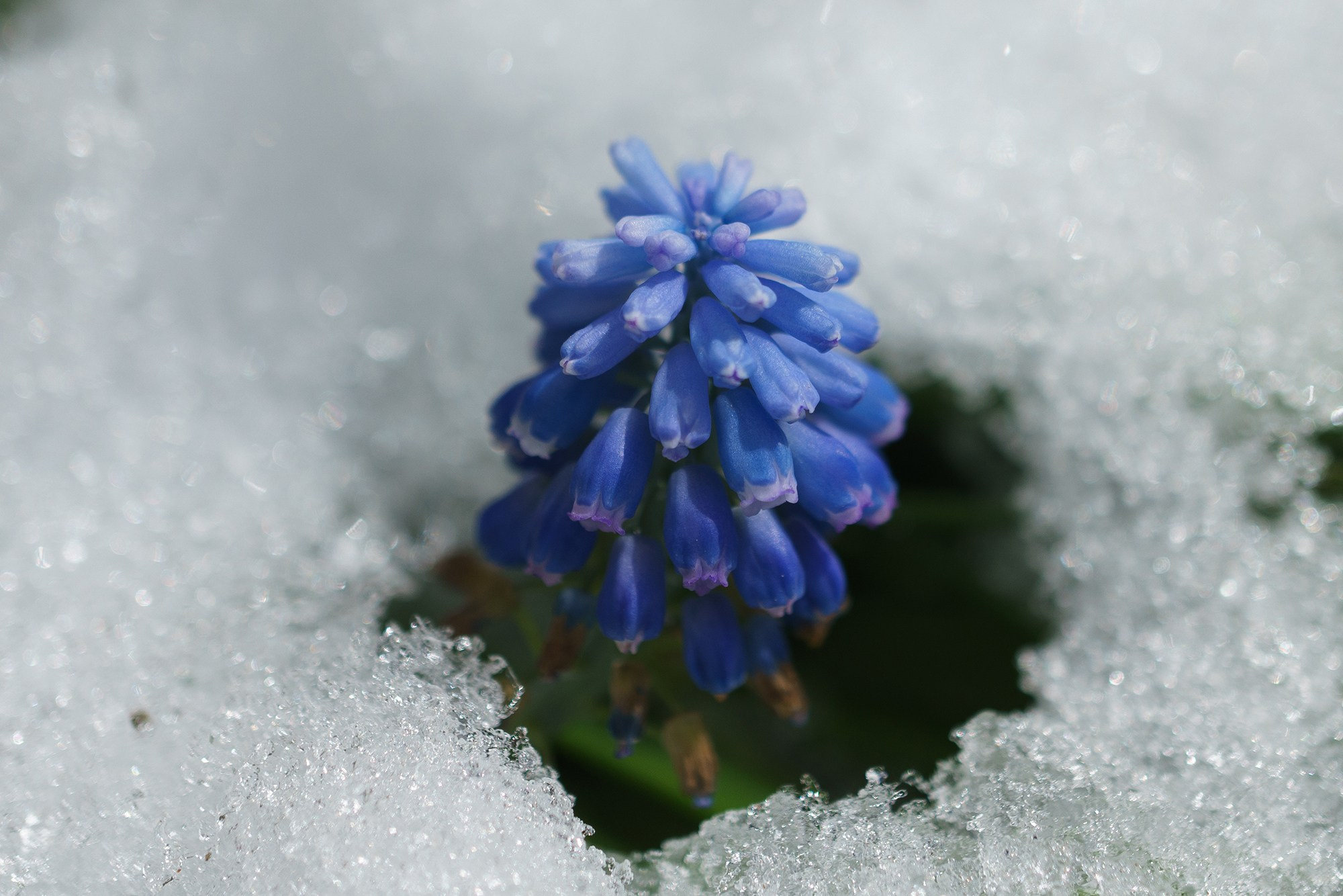 Цветы. Ваш личный фотограф Марина Волкова