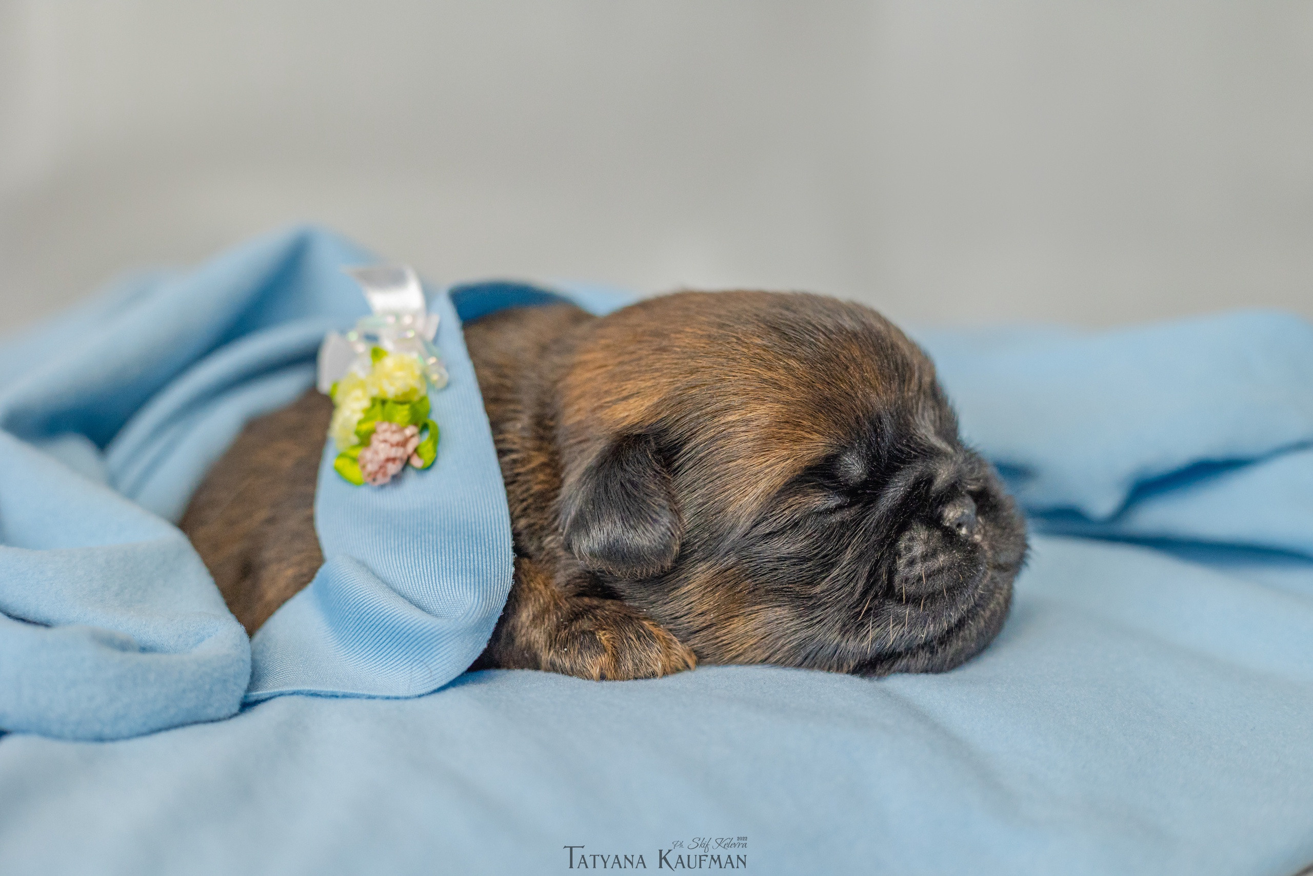 Новорожденные гриффончики. Фотограф Анималист из Новосибирска Татьяна Кауфман