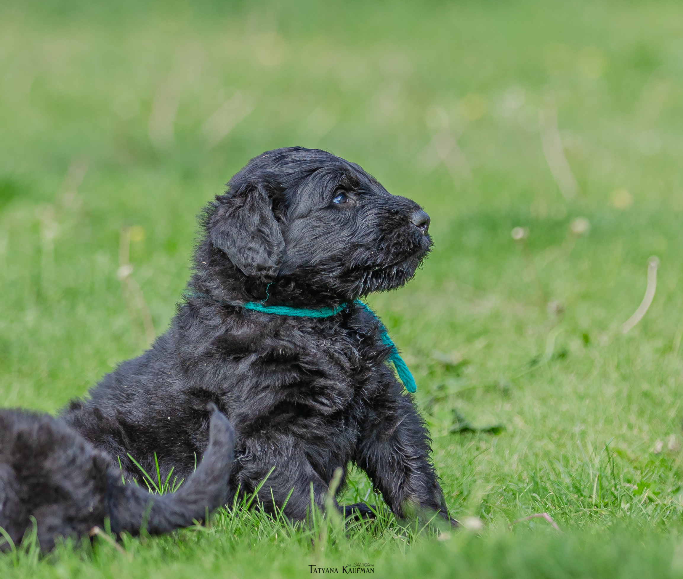 Фотосъемка щенков русских черных терьеров. Фотограф Анималист из Новосибирска Татьяна Кауфман