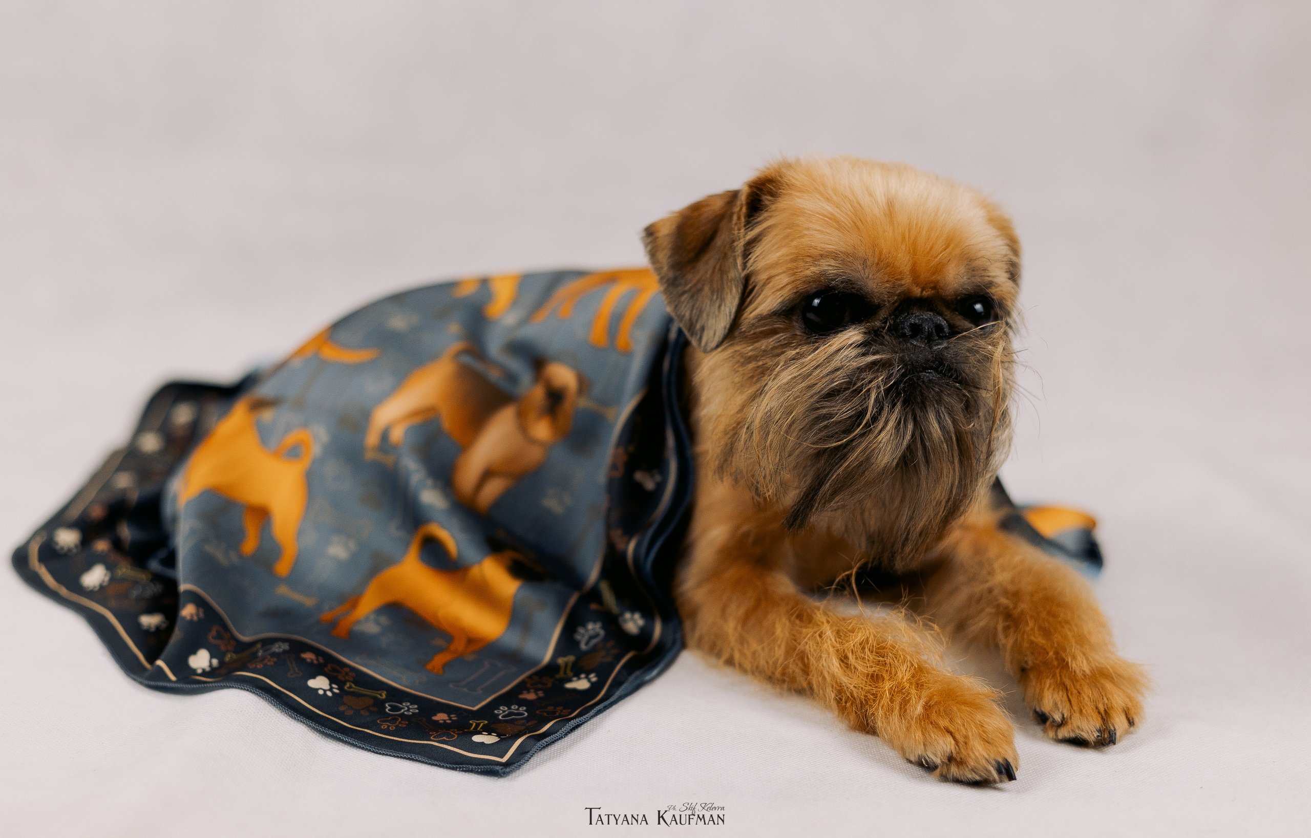 Фотосессия брюссельских гриффонов. Фотограф Анималист из Новосибирска Татьяна Кауфман