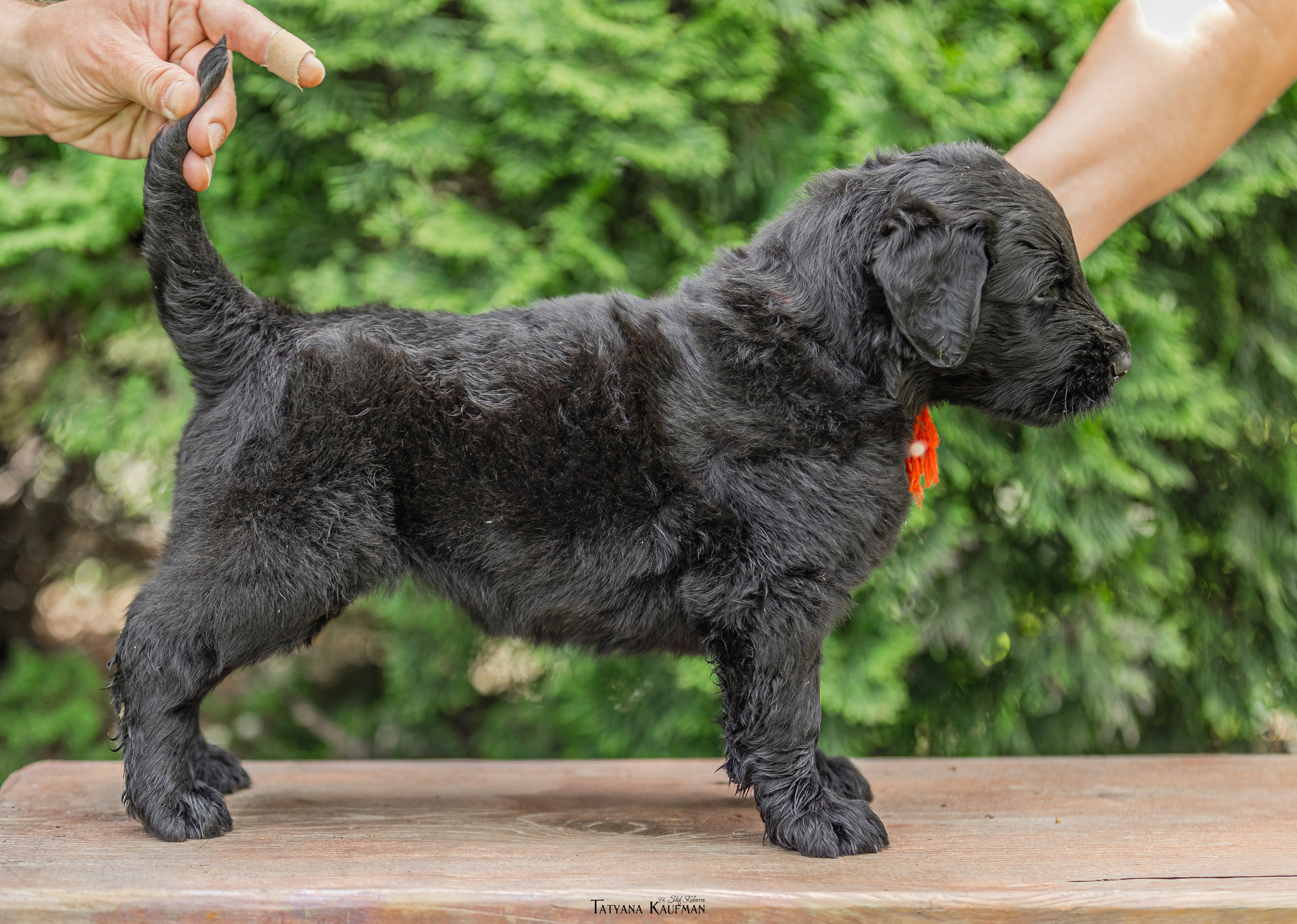 Фотосъемка щенков русских черных терьеров. Фотограф Анималист из Новосибирска Татьяна Кауфман