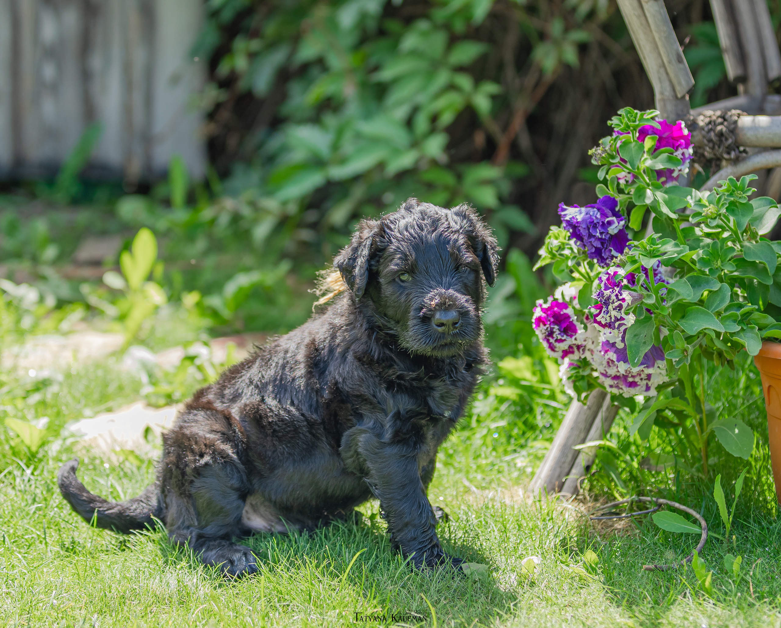 Фотосъемка щенков русских черных терьеров. Фотограф Анималист из Новосибирска Татьяна Кауфман