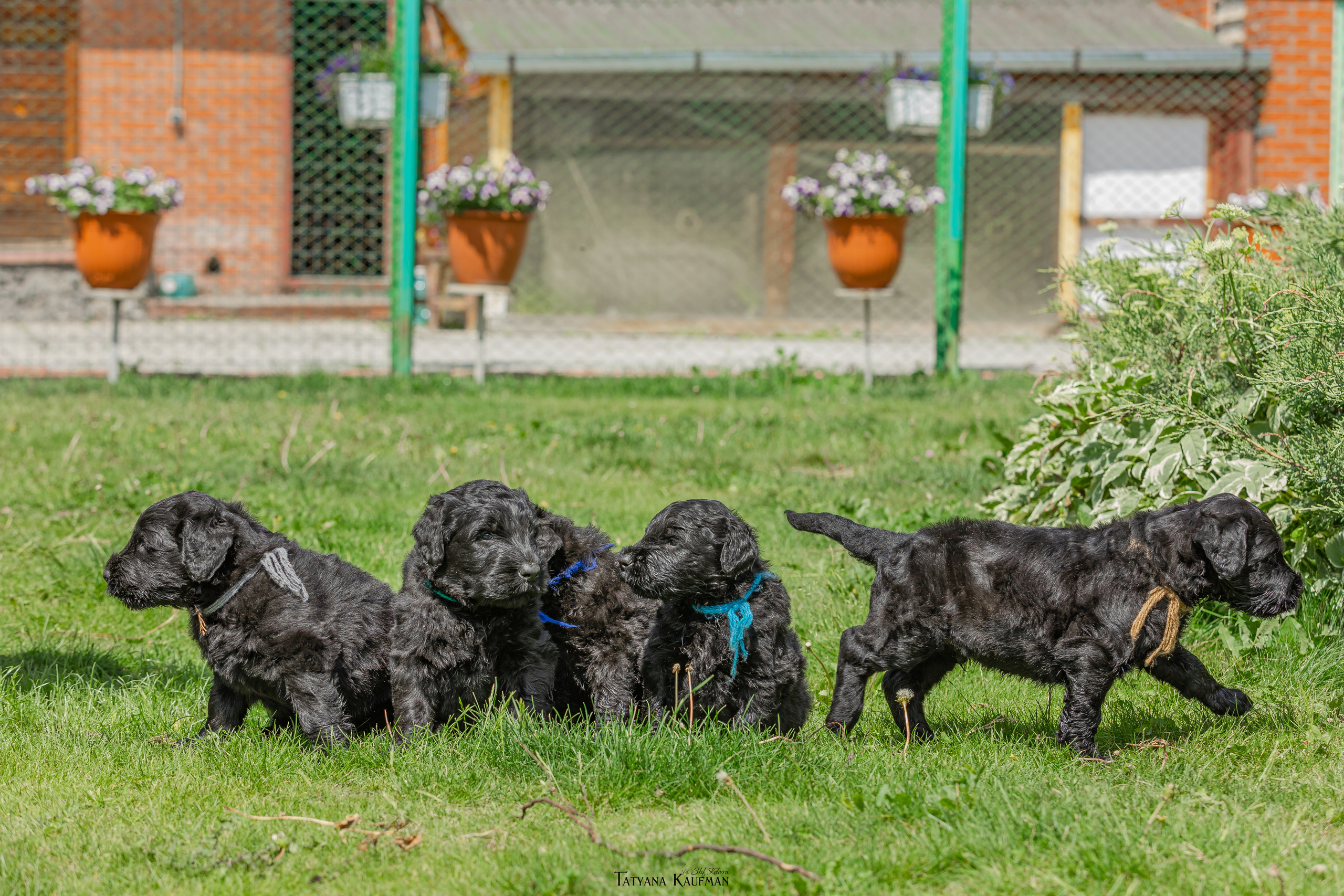 Фотосъемка щенков русских черных терьеров. Фотограф Анималист из Новосибирска Татьяна Кауфман