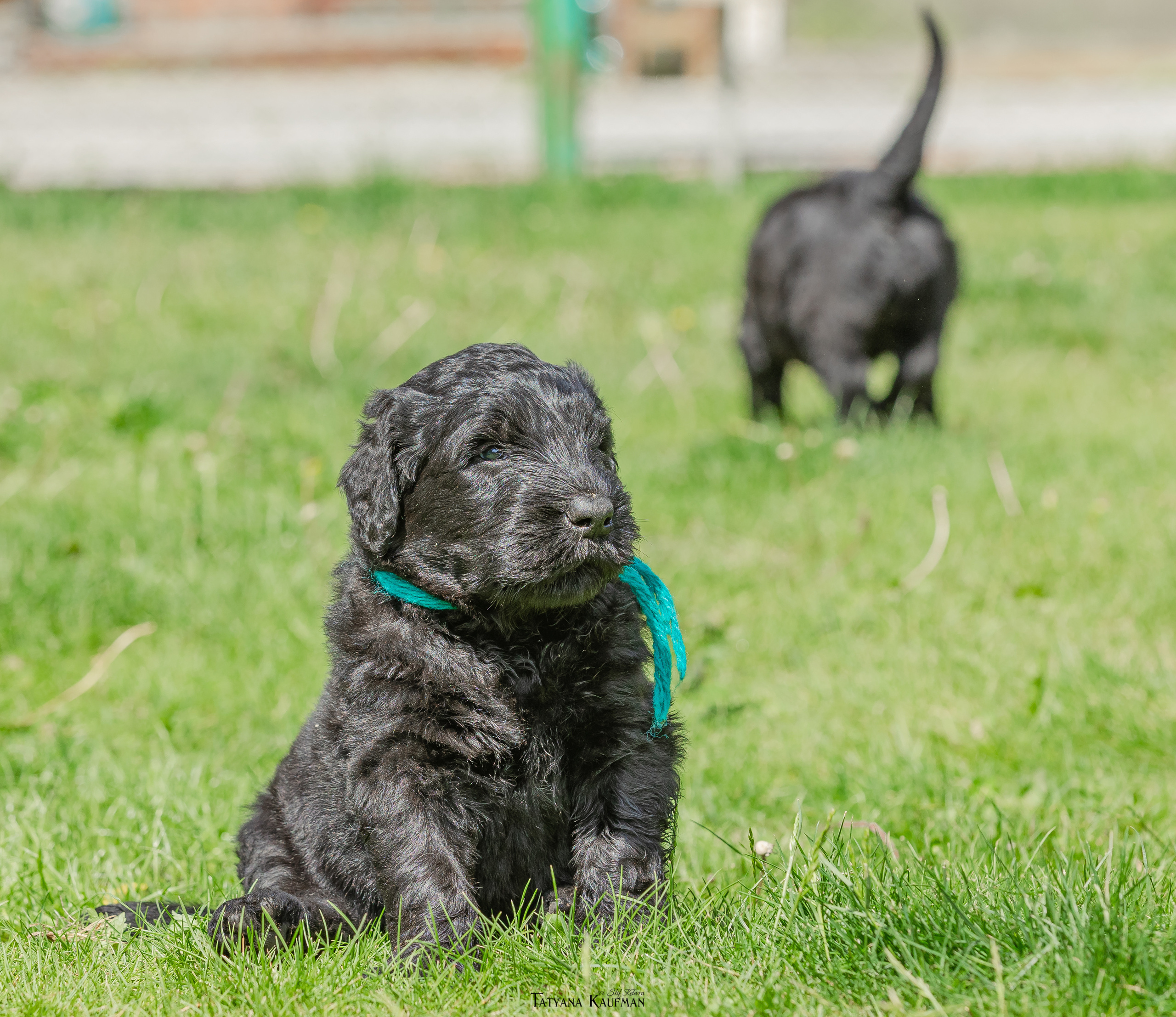 Фотосъемка щенков русских черных терьеров. Фотограф Анималист из Новосибирска Татьяна Кауфман
