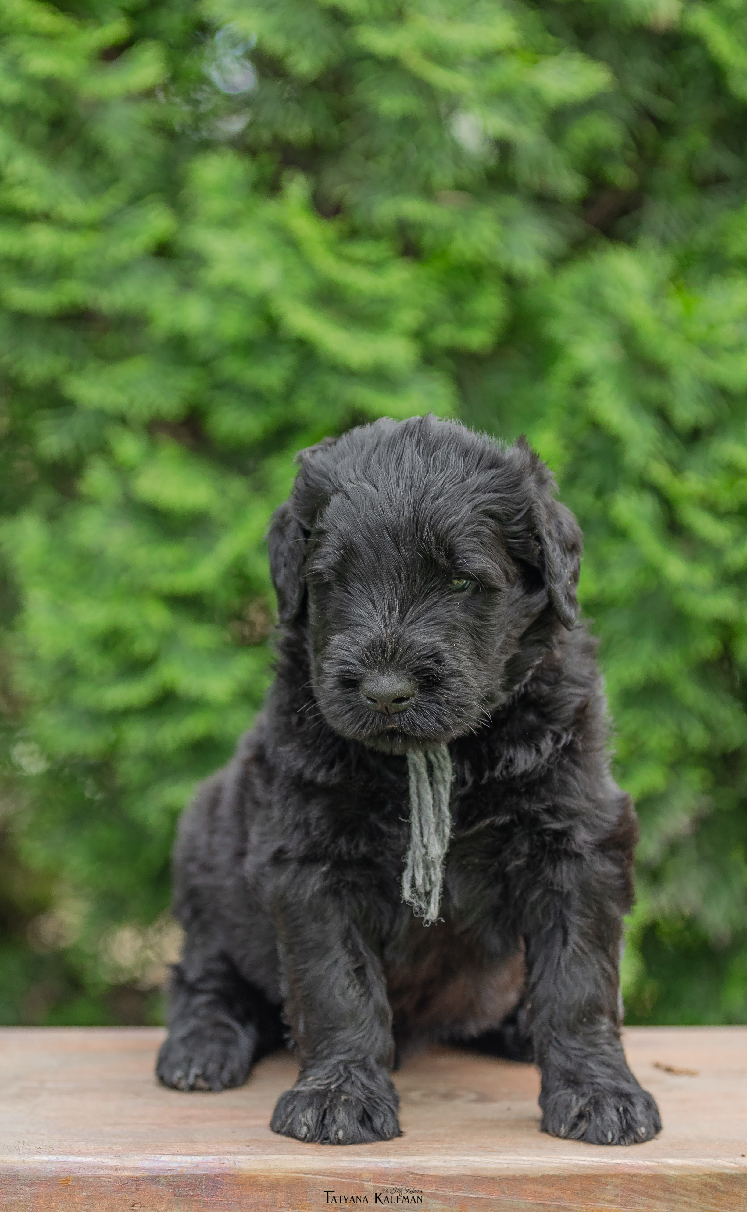 Фотосъемка щенков русских черных терьеров. Фотограф Анималист из Новосибирска Татьяна Кауфман