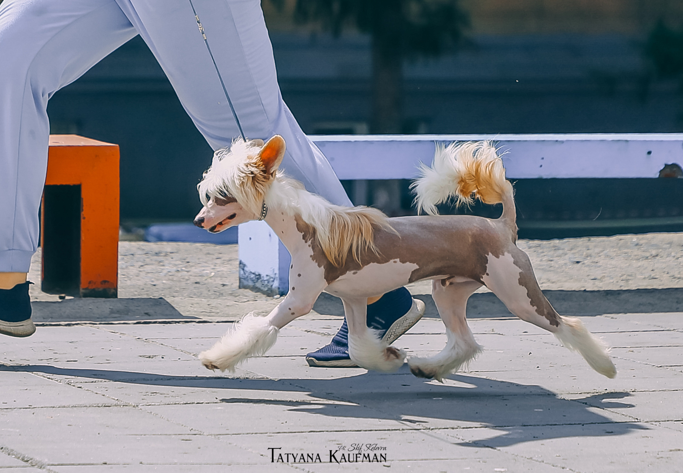 КХС Яны Кадошниковой. Фотограф Анималист из Новосибирска Татьяна Кауфман