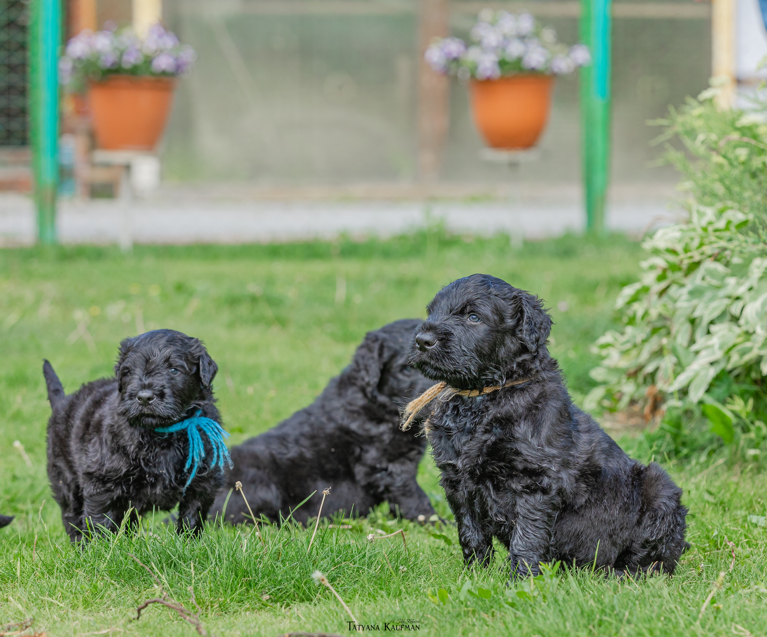Фотосъемка щенков русских черных терьеров. Фотограф Анималист из Новосибирска Татьяна Кауфман