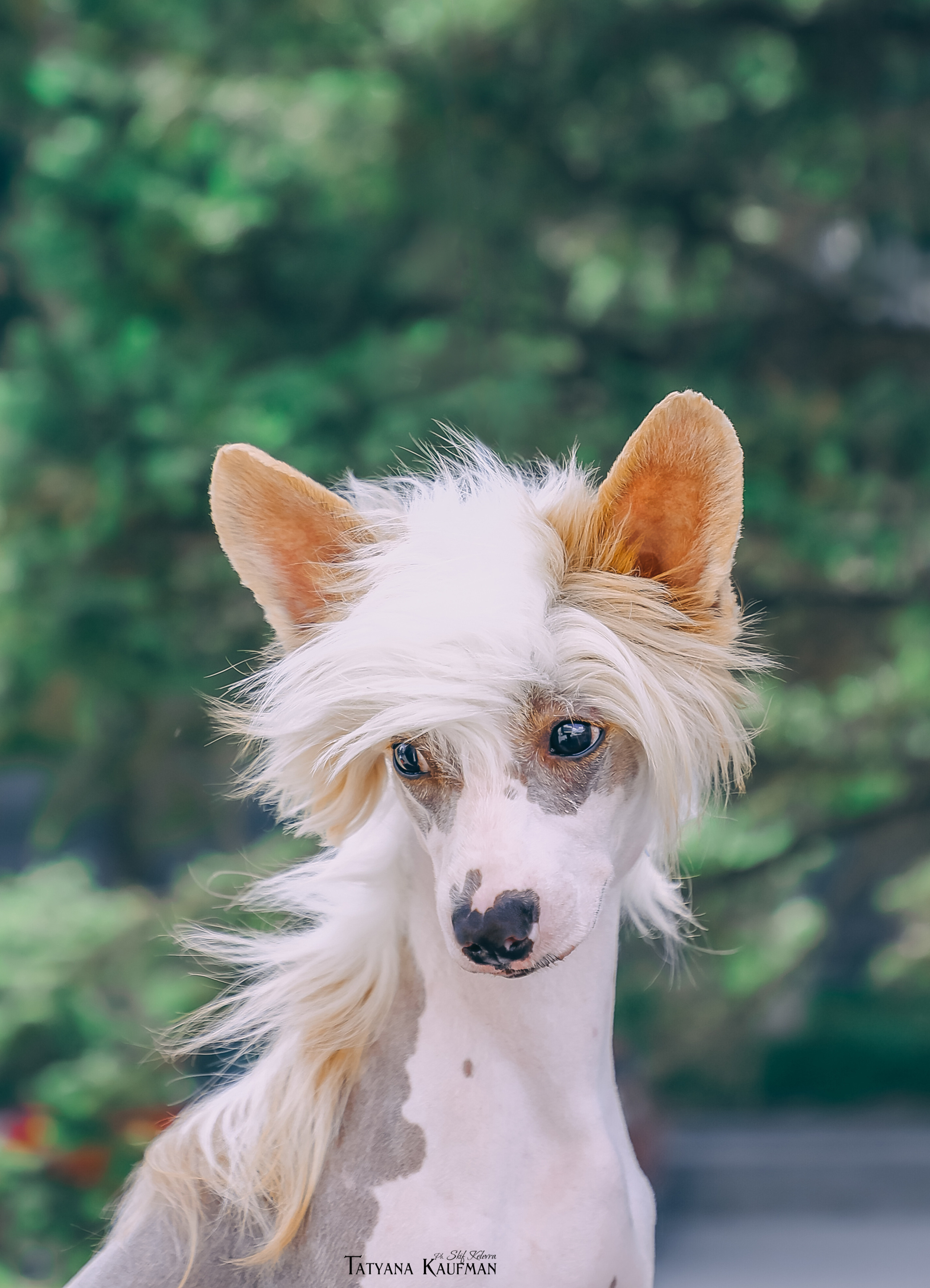 КХС Яны Кадошниковой. Фотограф Анималист из Новосибирска Татьяна Кауфман