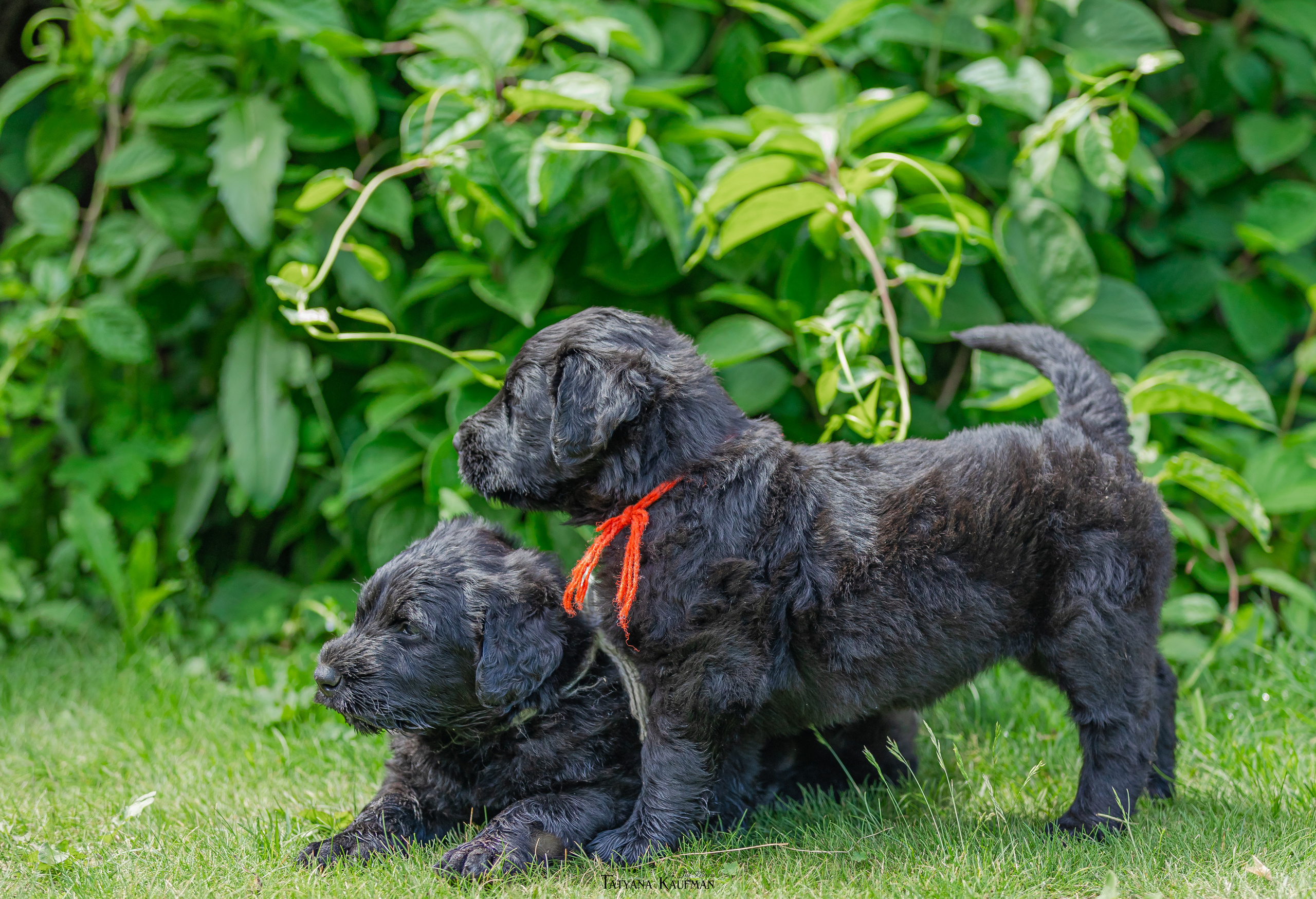 Фотосъемка щенков русских черных терьеров. Фотограф Анималист из Новосибирска Татьяна Кауфман