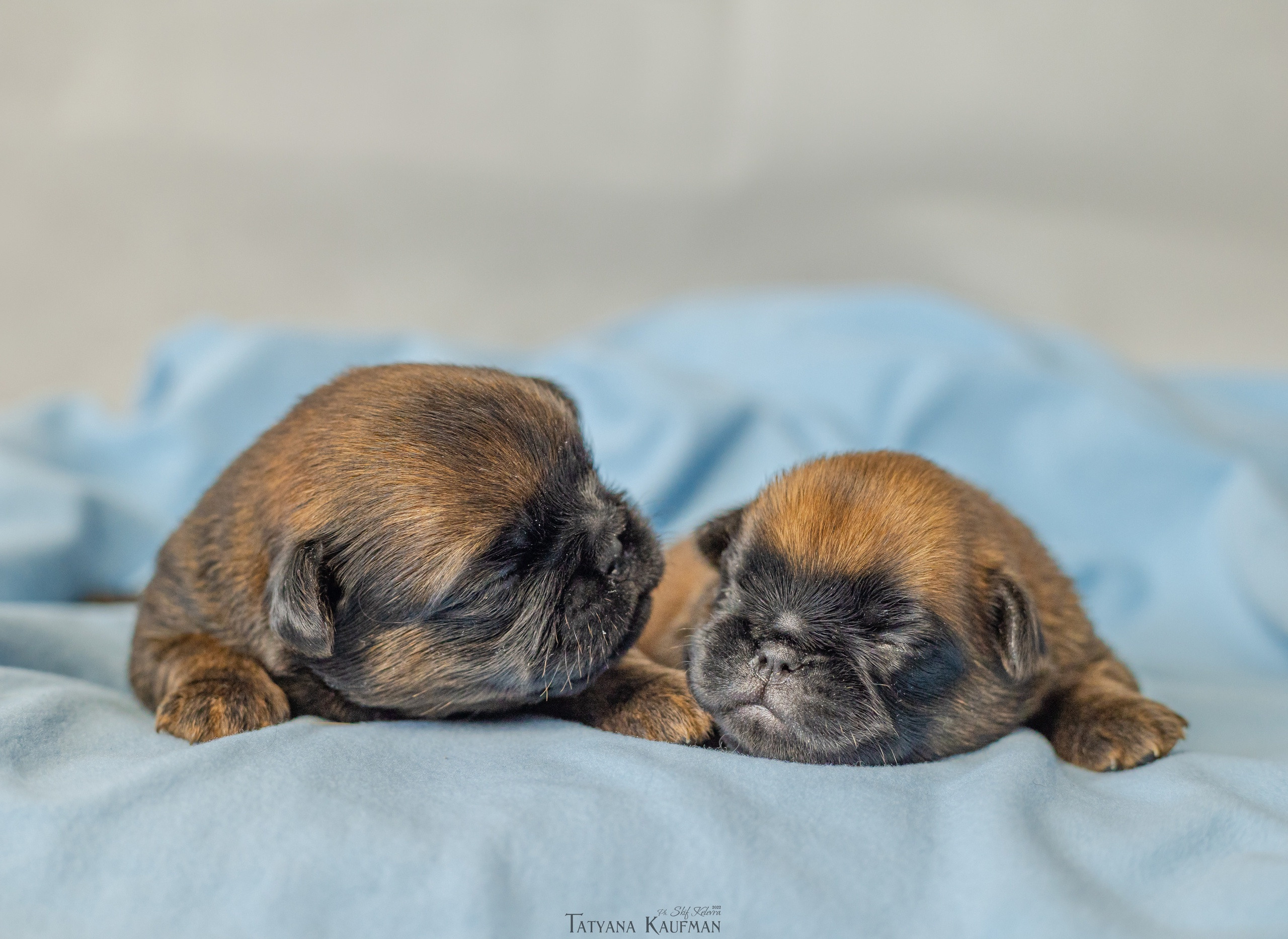 Новорожденные гриффончики. Фотограф Анималист из Новосибирска Татьяна Кауфман