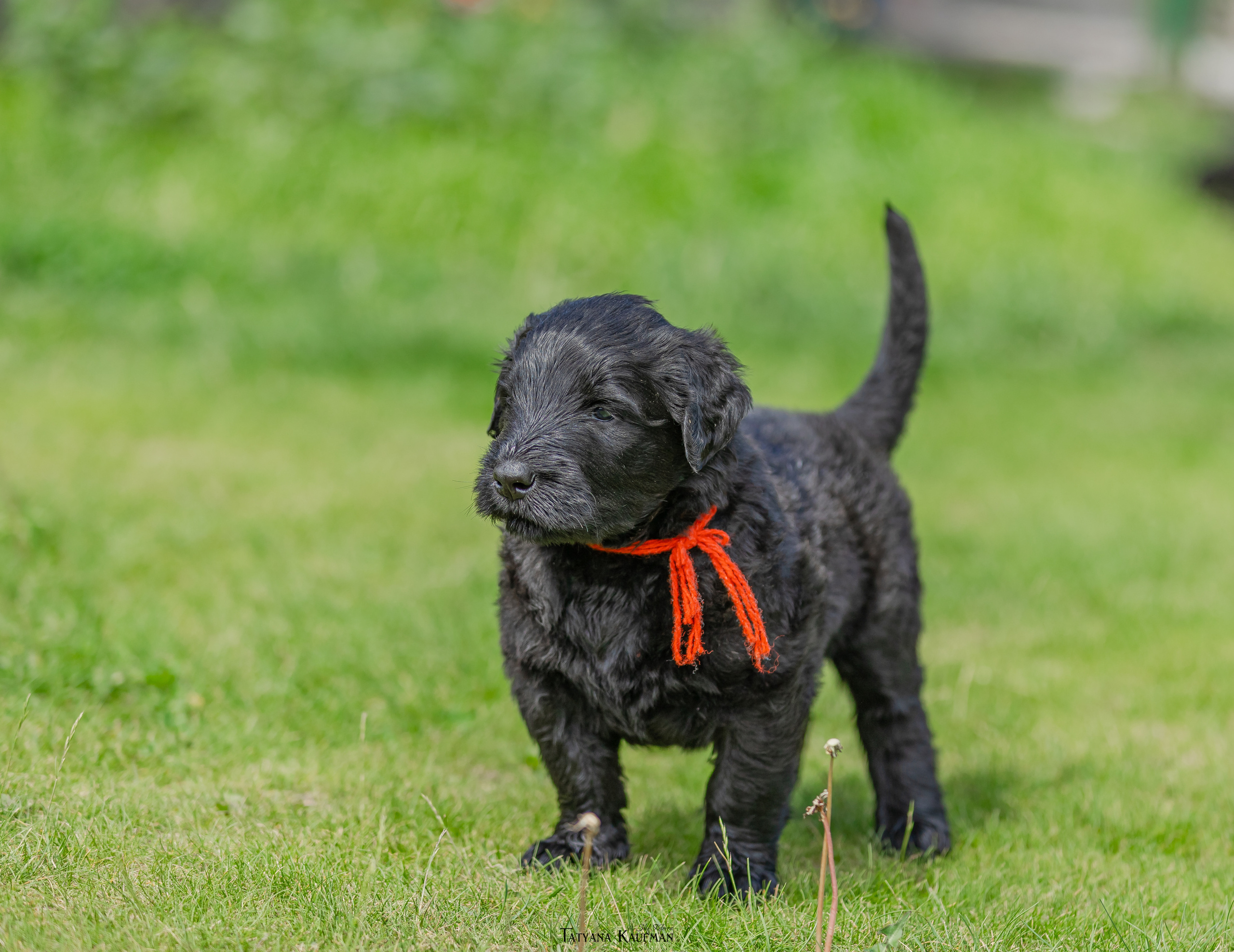 Фотосъемка щенков русских черных терьеров. Фотограф Анималист из Новосибирска Татьяна Кауфман
