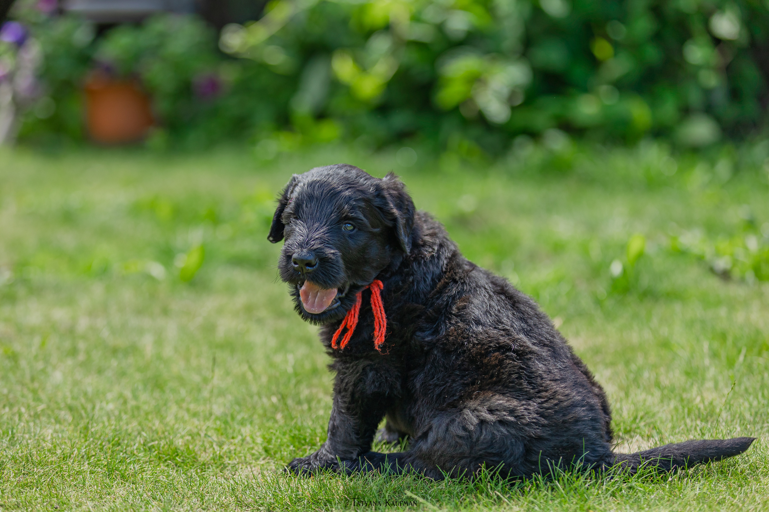 Фотосъемка щенков русских черных терьеров. Фотограф Анималист из Новосибирска Татьяна Кауфман