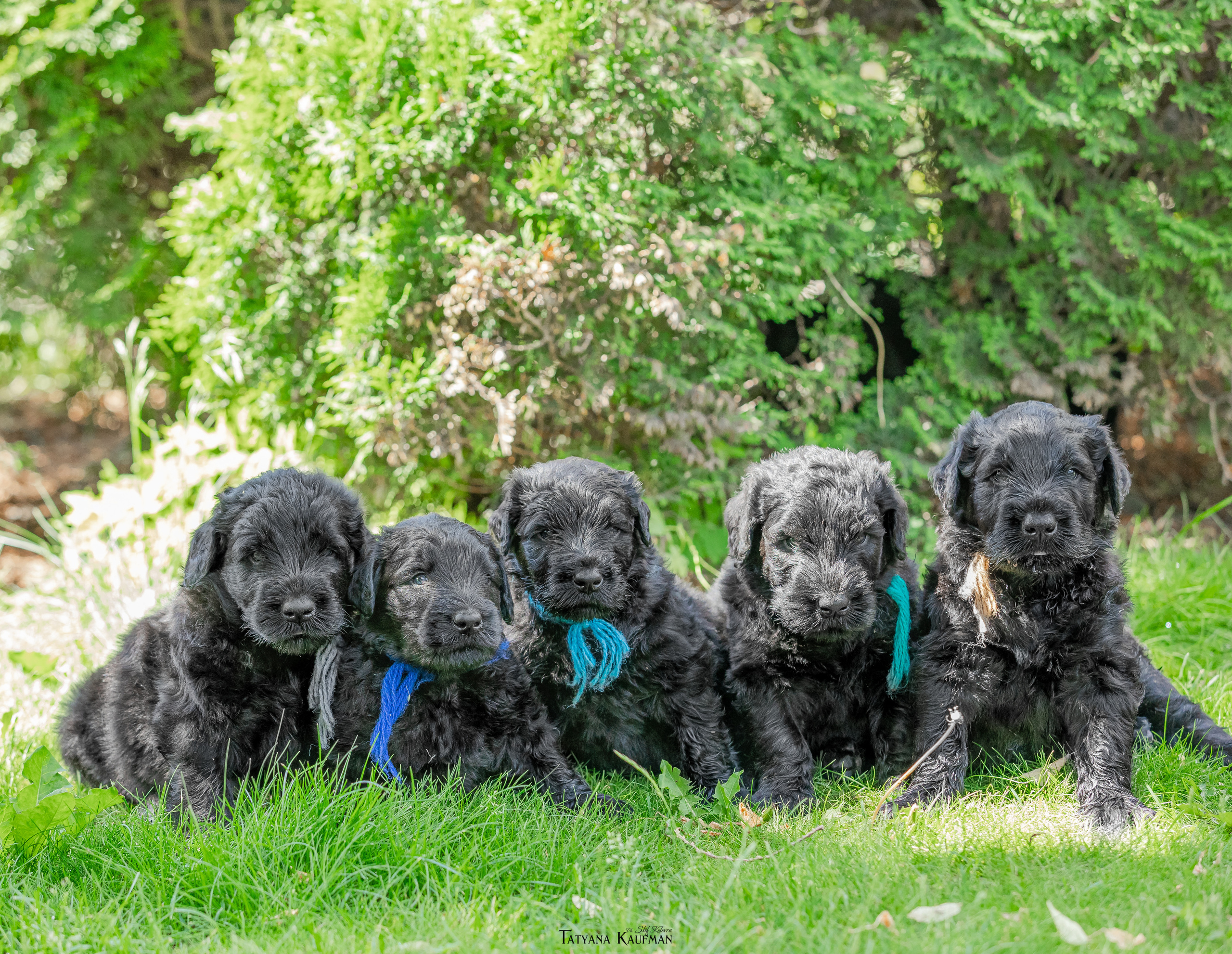 Фотосъемка щенков русских черных терьеров. Фотограф Анималист из Новосибирска Татьяна Кауфман