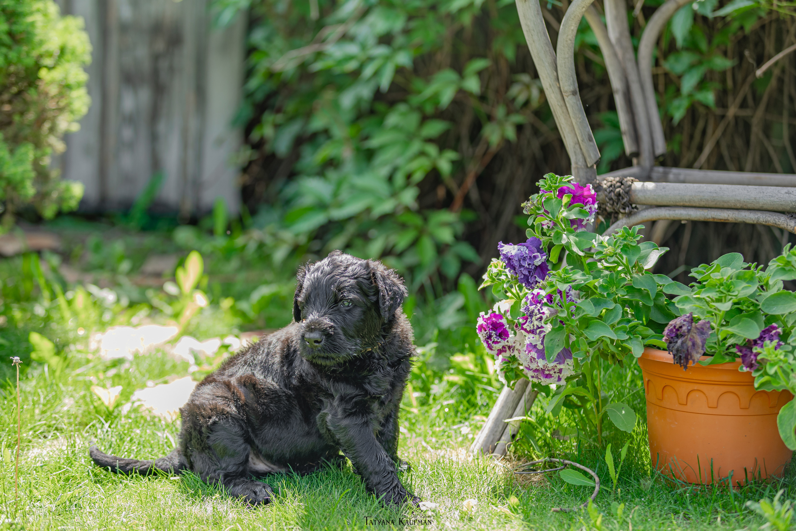 Фотосъемка щенков русских черных терьеров. Фотограф Анималист из Новосибирска Татьяна Кауфман
