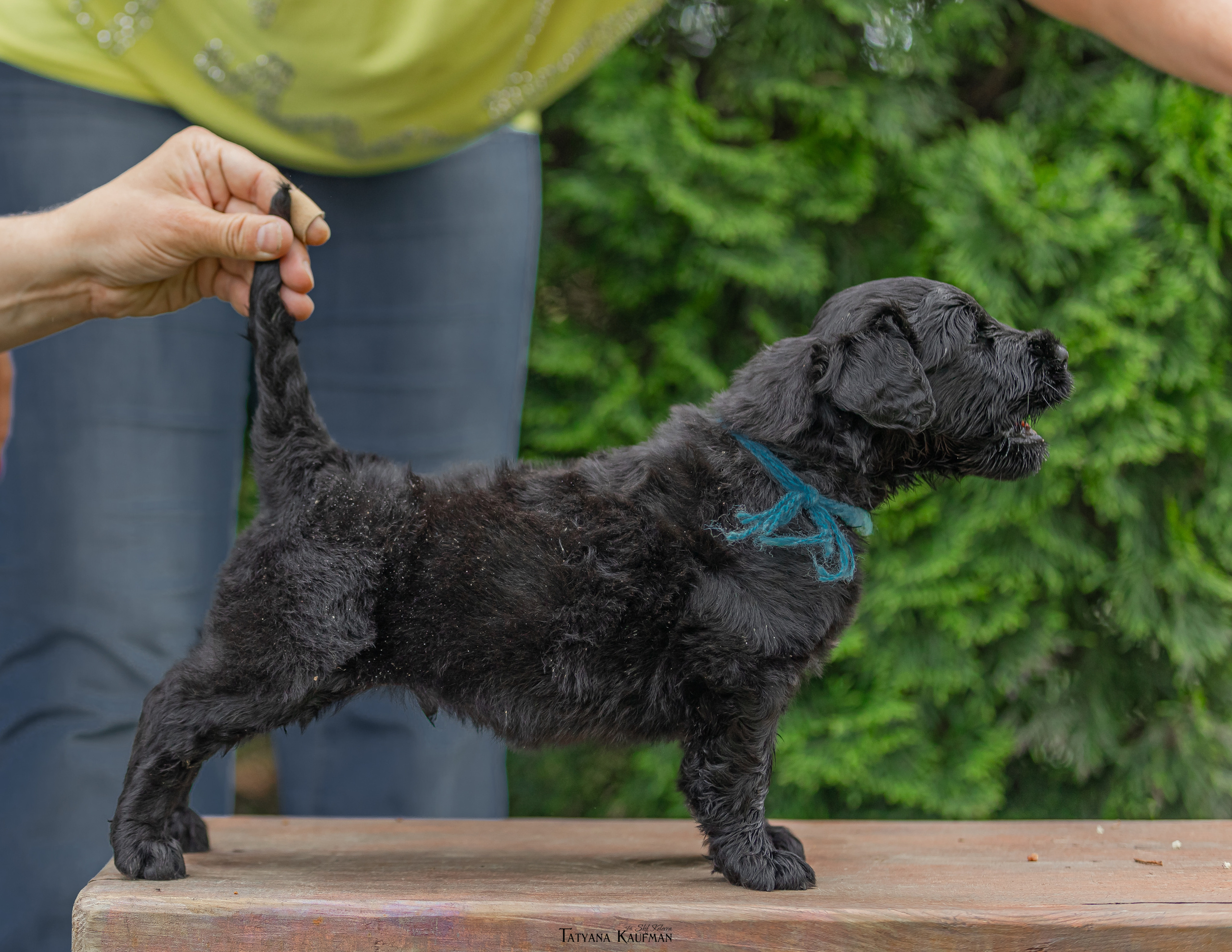 Фотосъемка щенков русских черных терьеров. Фотограф Анималист из Новосибирска Татьяна Кауфман