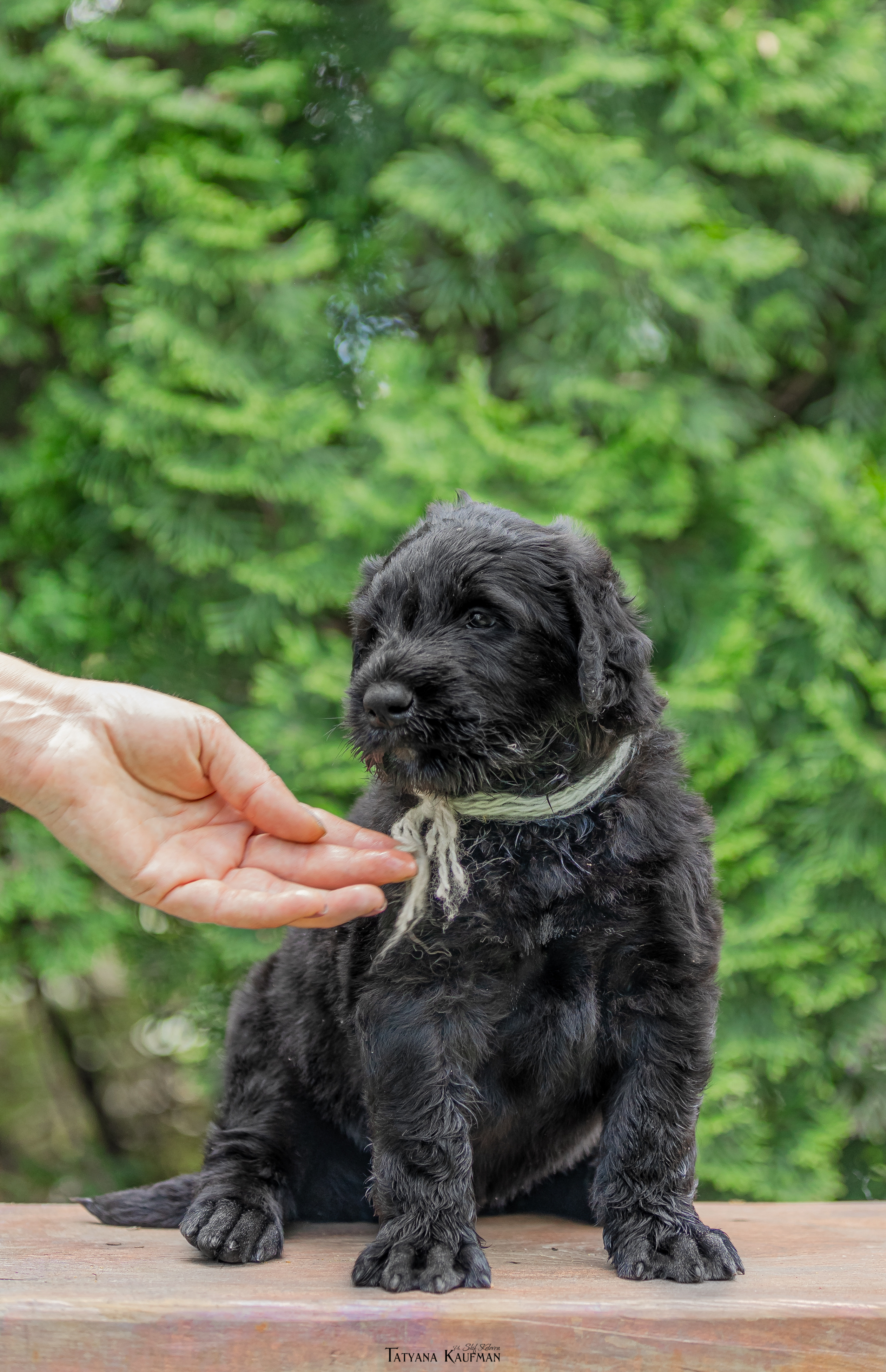 Фотосъемка щенков русских черных терьеров. Фотограф Анималист из Новосибирска Татьяна Кауфман