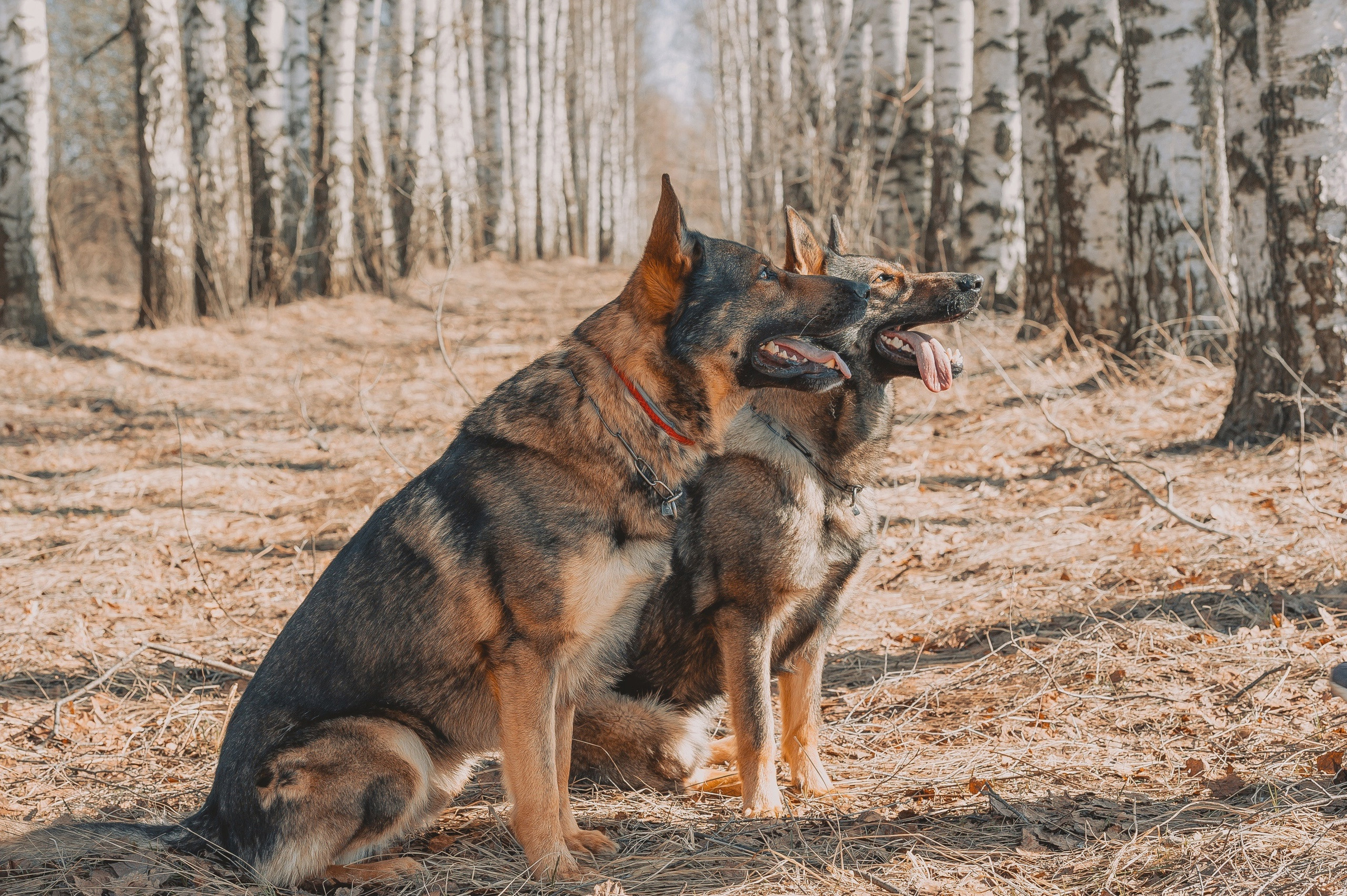 МК_СКИФКА. Фотограф Анималист из Новосибирска Татьяна Кауфман