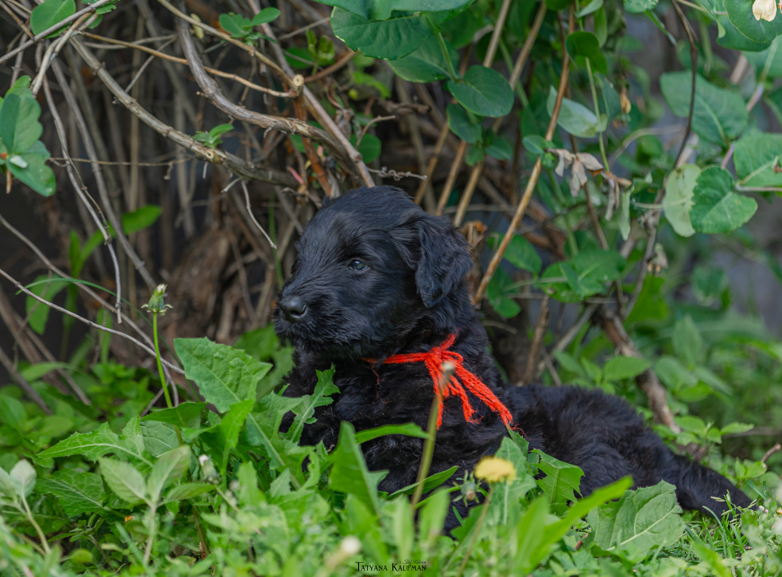 Фотосъемка щенков русских черных терьеров. Фотограф Анималист из Новосибирска Татьяна Кауфман