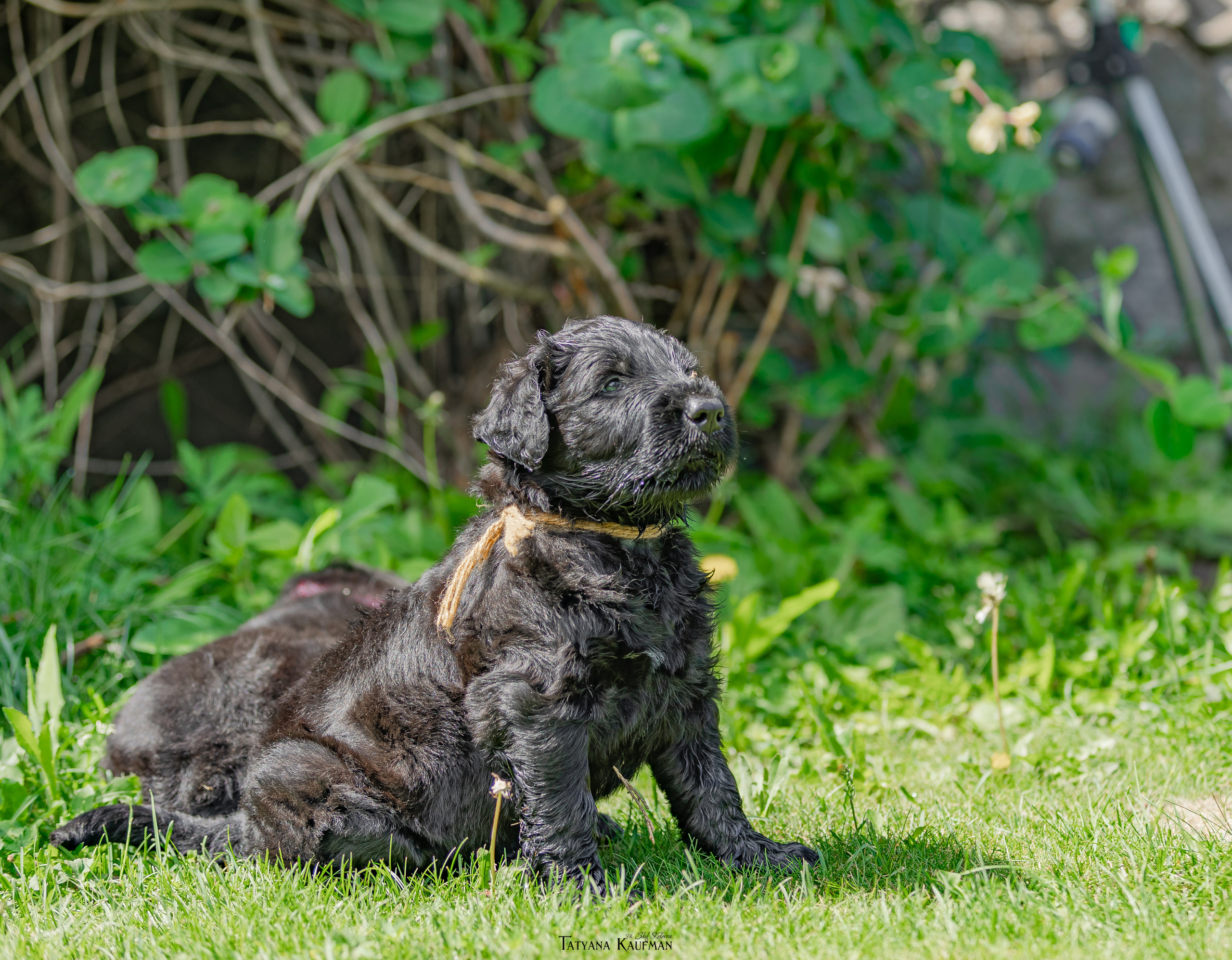 Фотосъемка щенков русских черных терьеров. Фотограф Анималист из Новосибирска Татьяна Кауфман