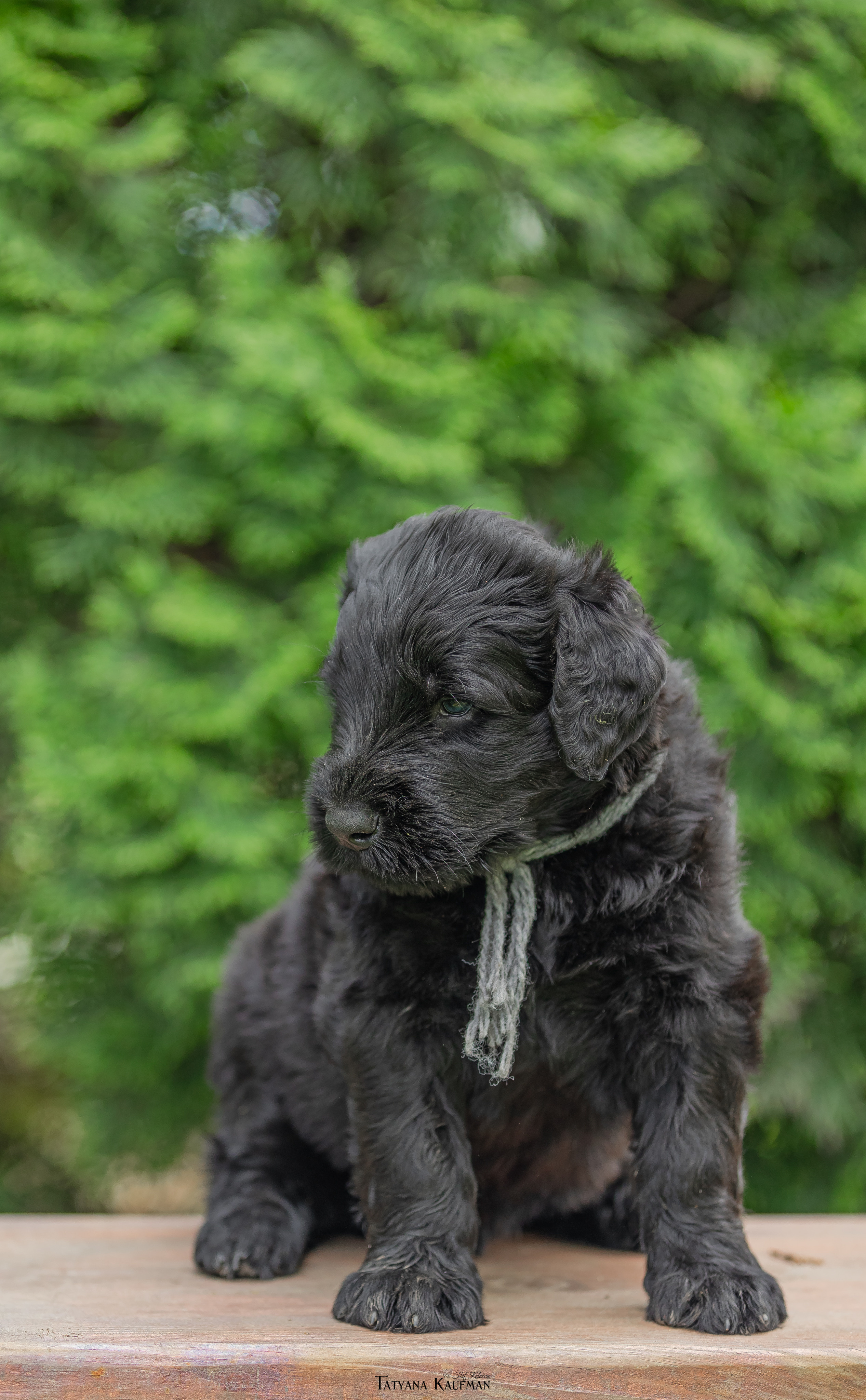 Фотосъемка щенков русских черных терьеров. Фотограф Анималист из Новосибирска Татьяна Кауфман