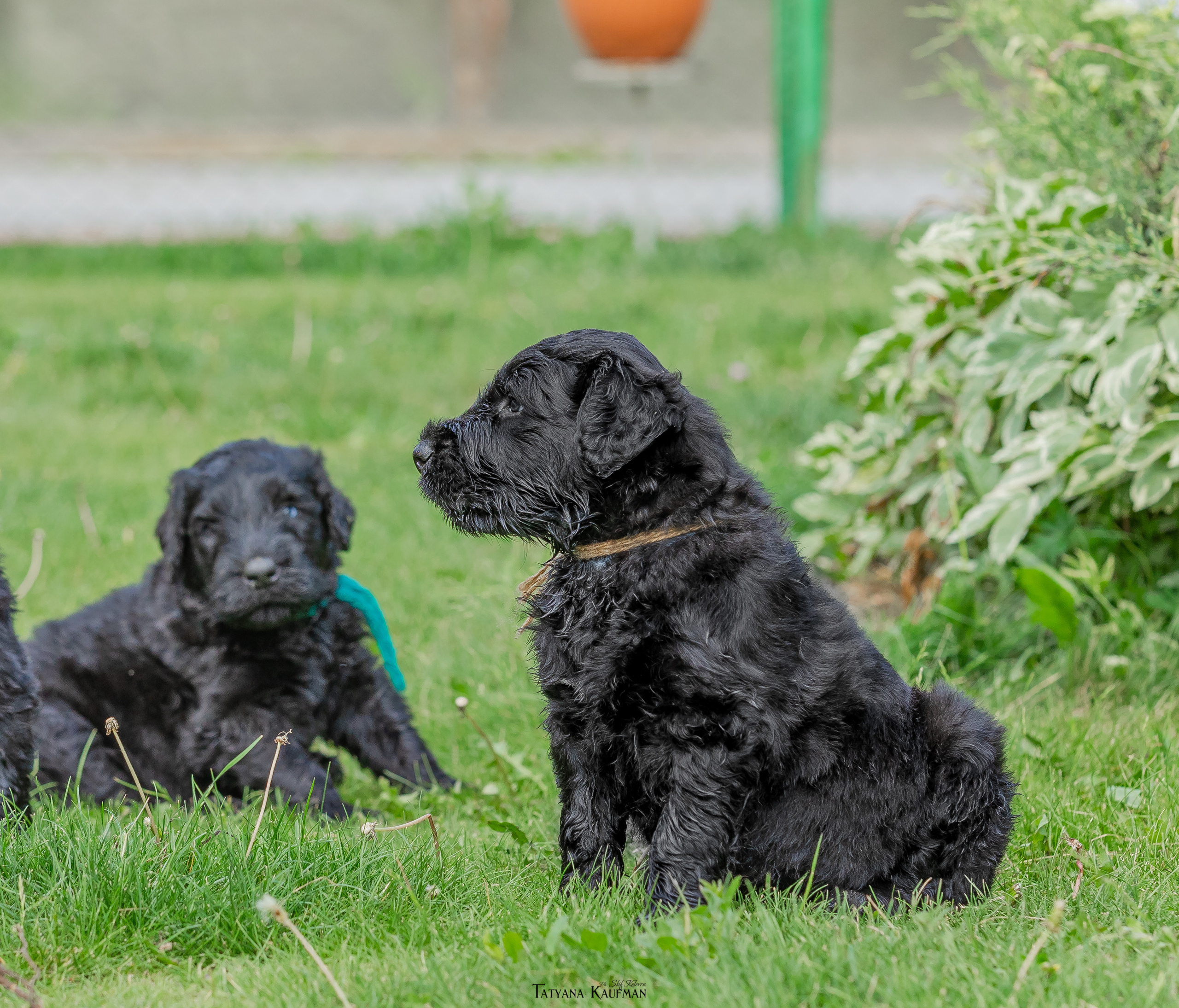 Фотосъемка щенков русских черных терьеров. Фотограф Анималист из Новосибирска Татьяна Кауфман