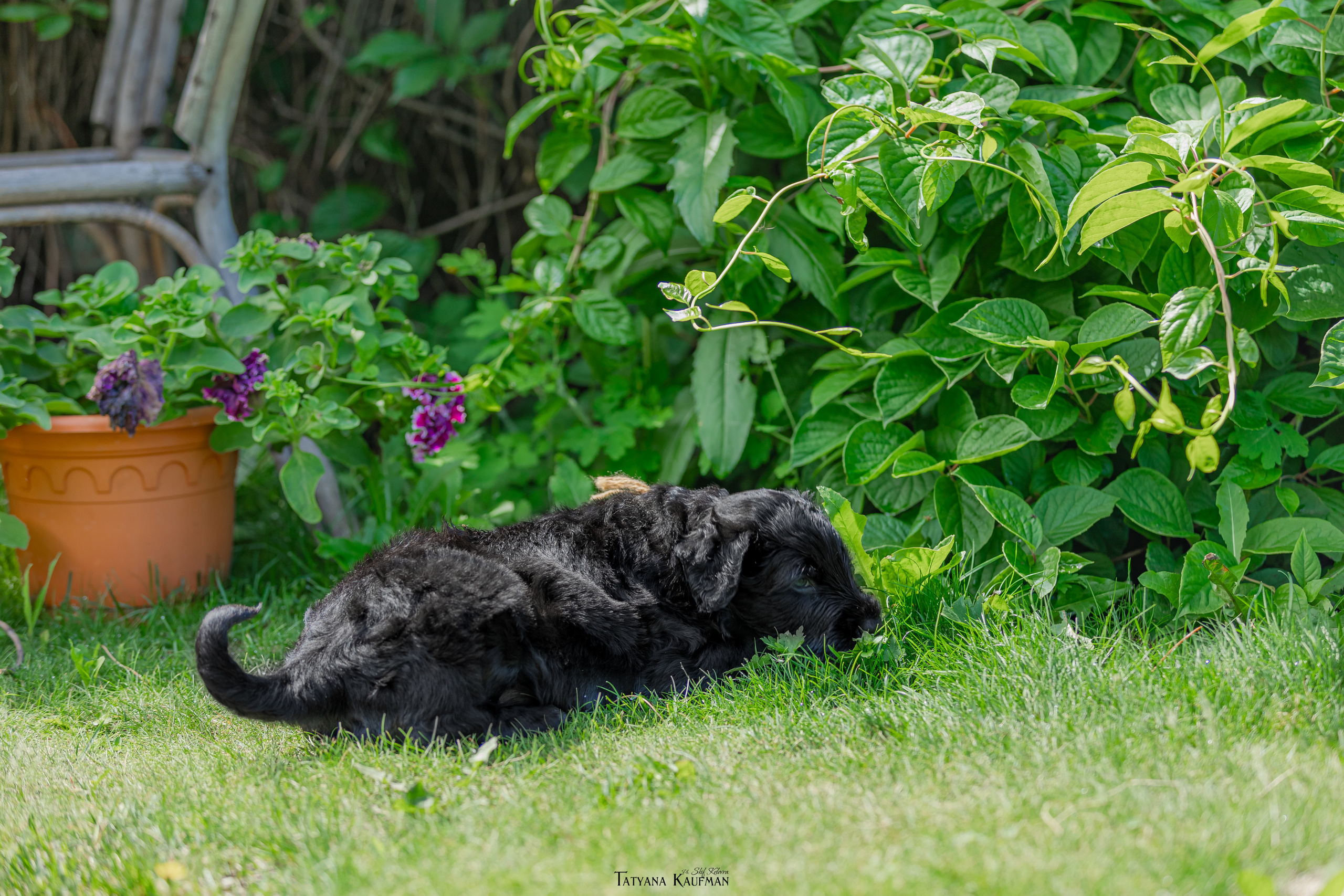 Фотосъемка щенков русских черных терьеров. Фотограф Анималист из Новосибирска Татьяна Кауфман