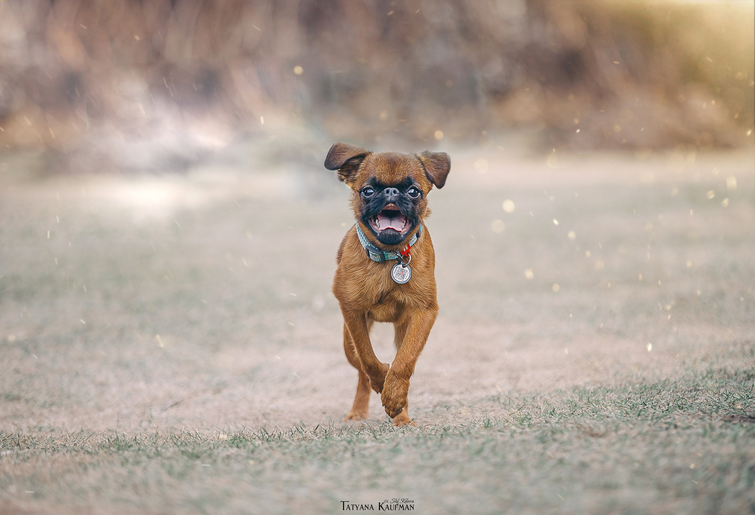 МК_СКИФКА. Фотограф Анималист из Новосибирска Татьяна Кауфман