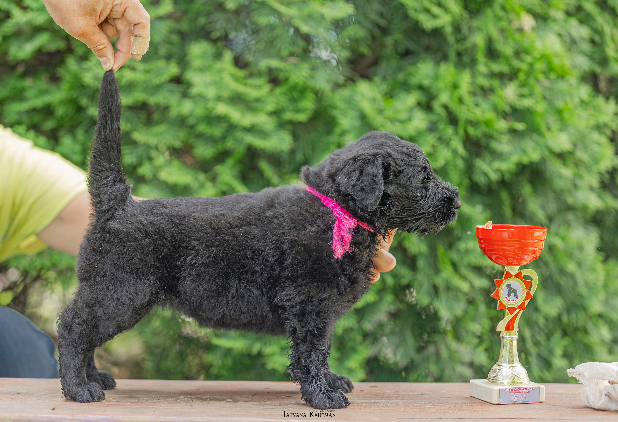 Фотосъемка щенков русских черных терьеров. Фотограф Анималист из Новосибирска Татьяна Кауфман