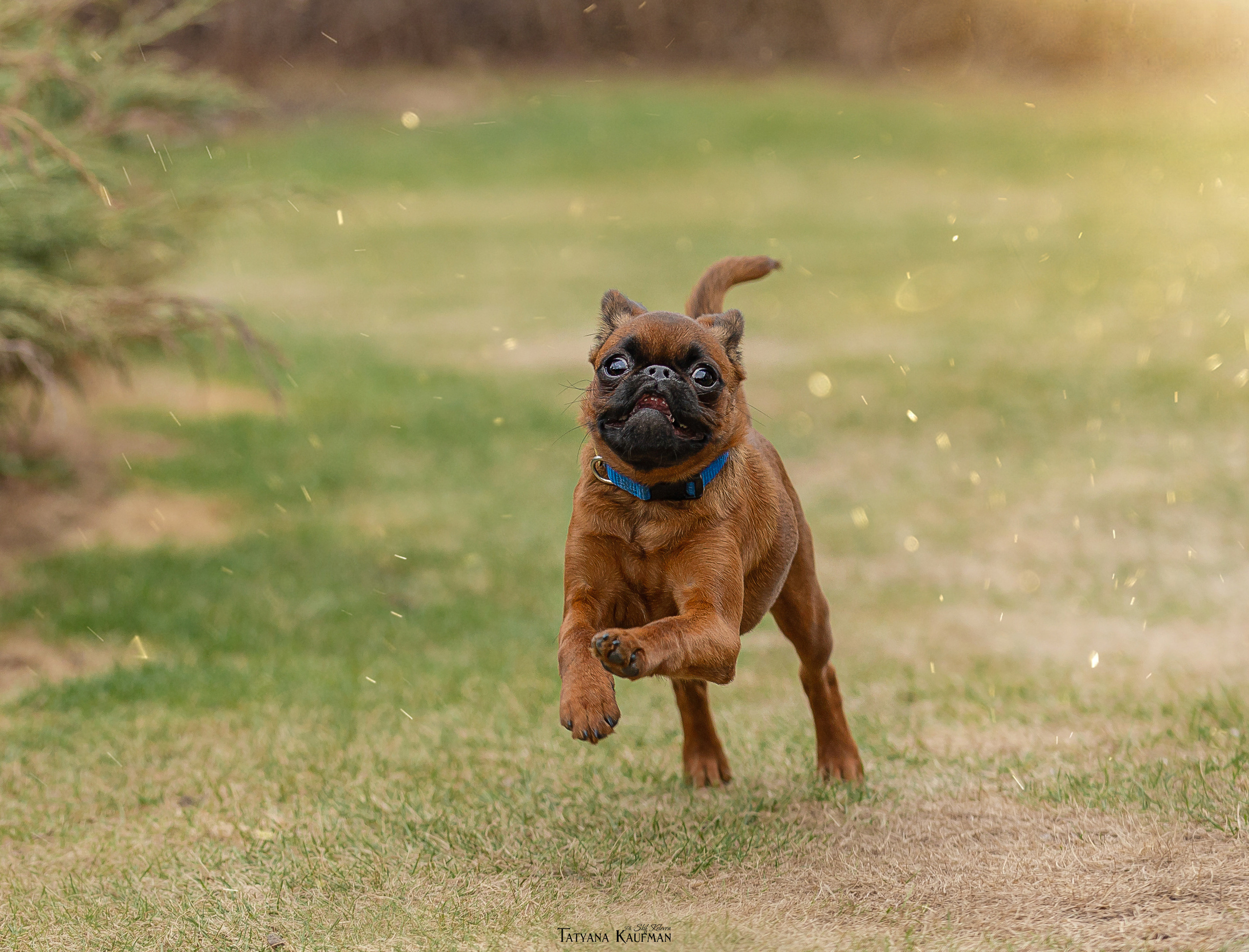 Фотосессия малого брабансона. Фотограф Анималист из Новосибирска Татьяна Кауфман