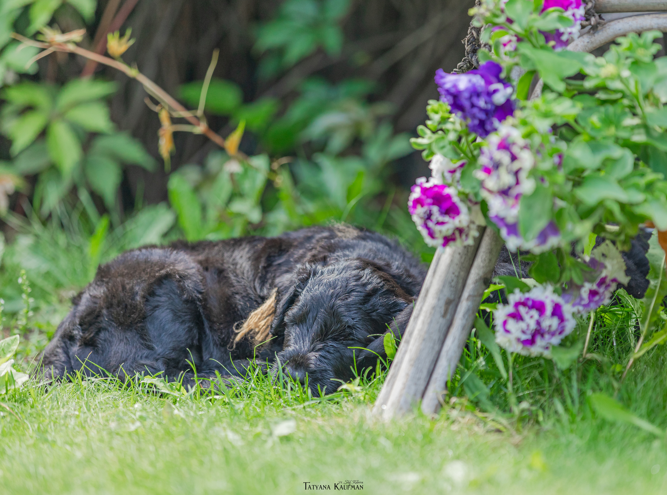 Фотосъемка щенков русских черных терьеров. Фотограф Анималист из Новосибирска Татьяна Кауфман