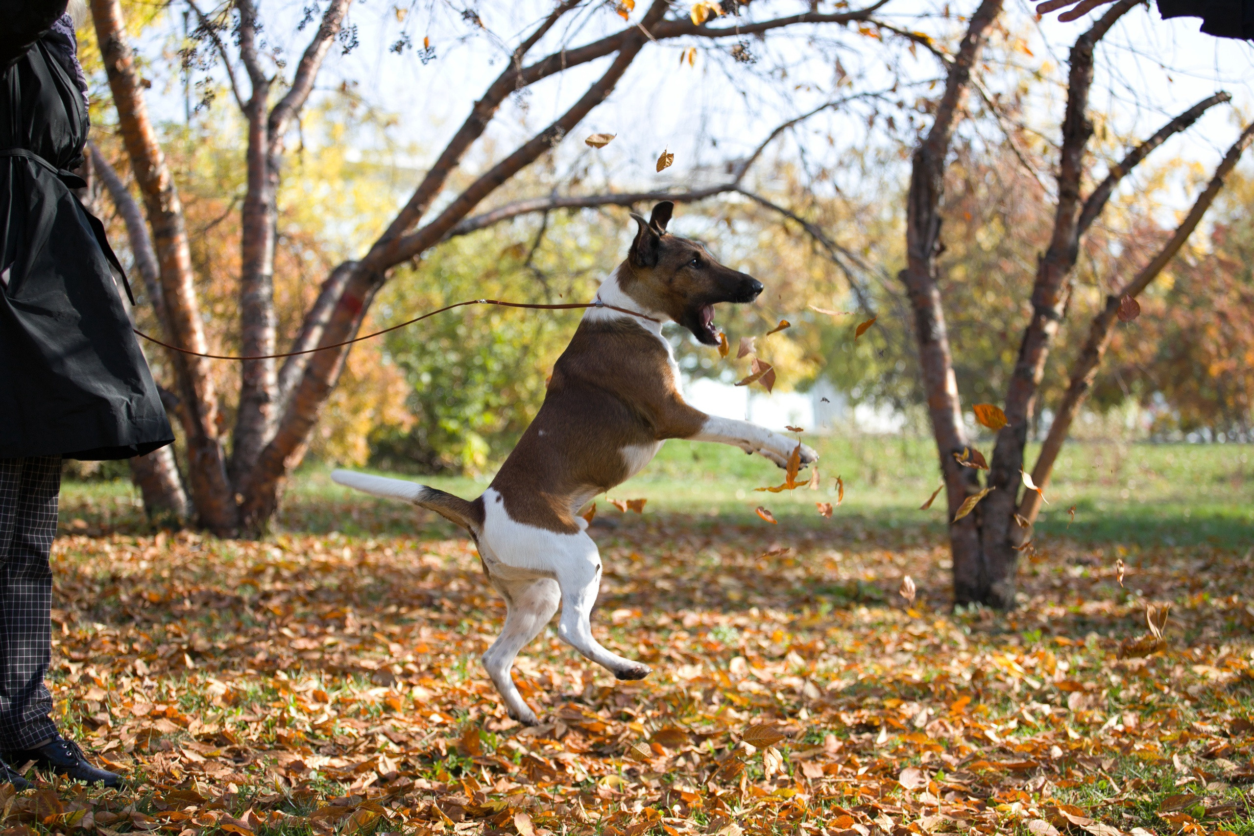 МК_СКИФКА. Фотограф Анималист из Новосибирска Татьяна Кауфман