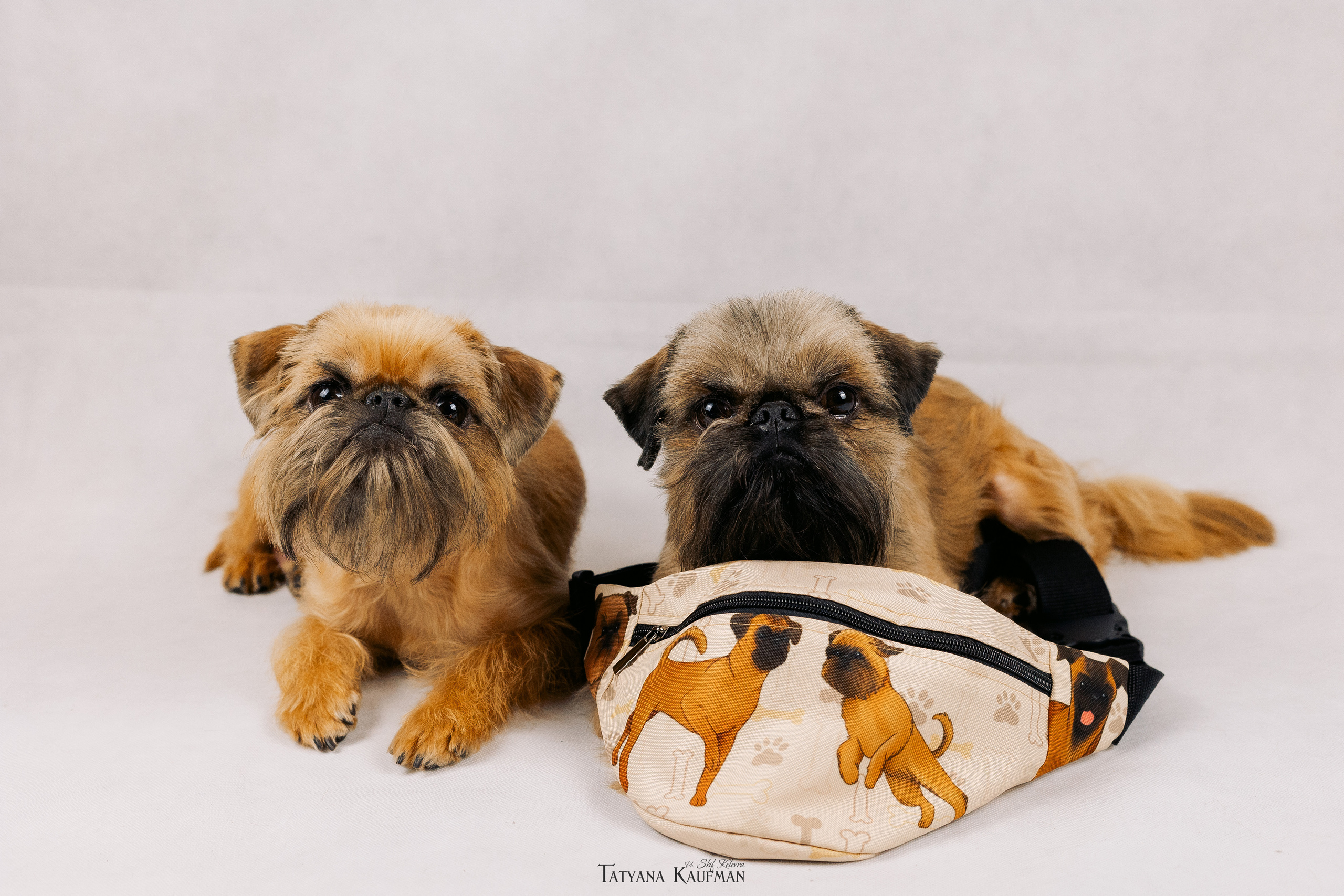 Фотосессия брюссельских гриффонов. Фотограф Анималист из Новосибирска Татьяна Кауфман