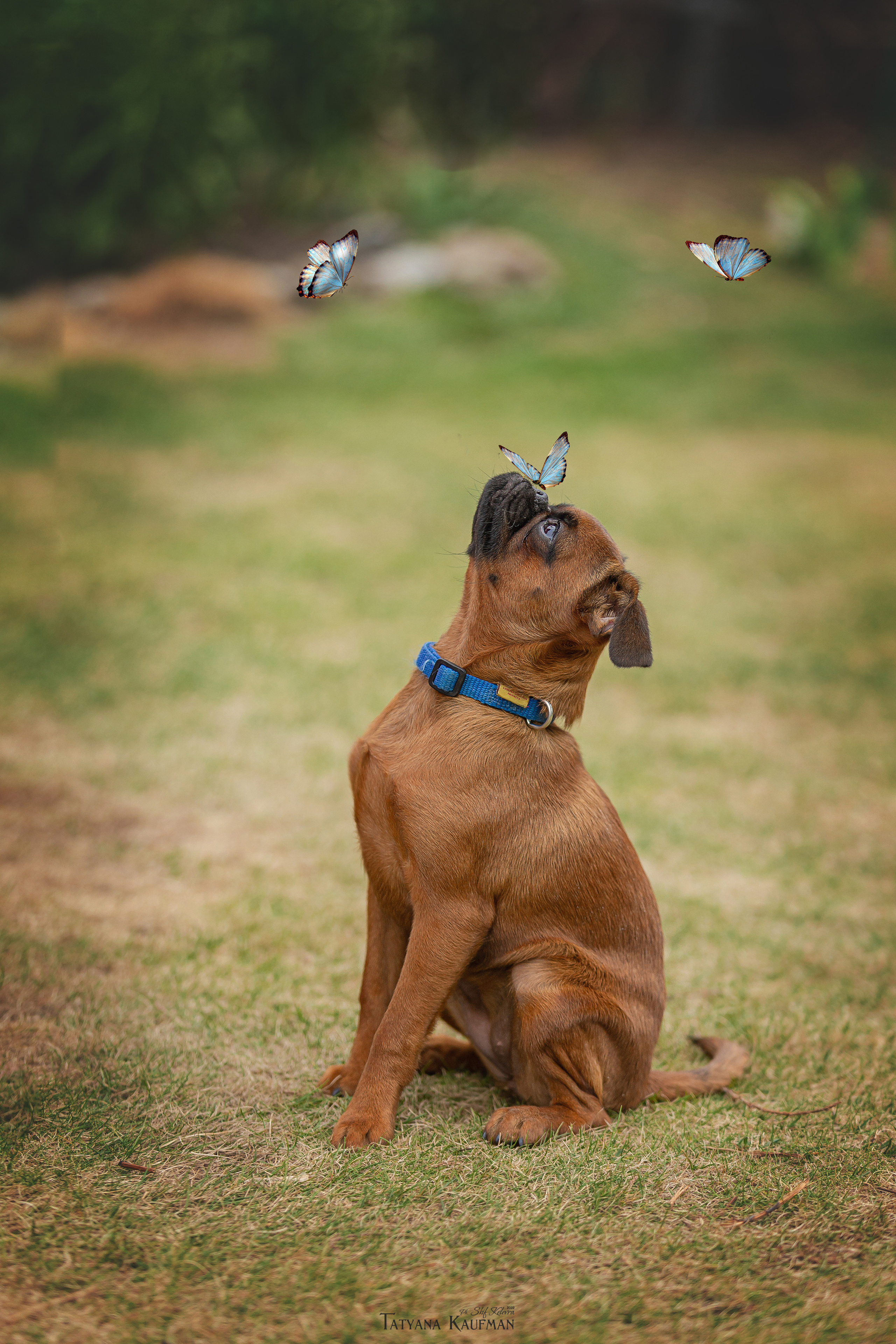 Фотосессия малого брабансона. Фотограф Анималист из Новосибирска Татьяна Кауфман