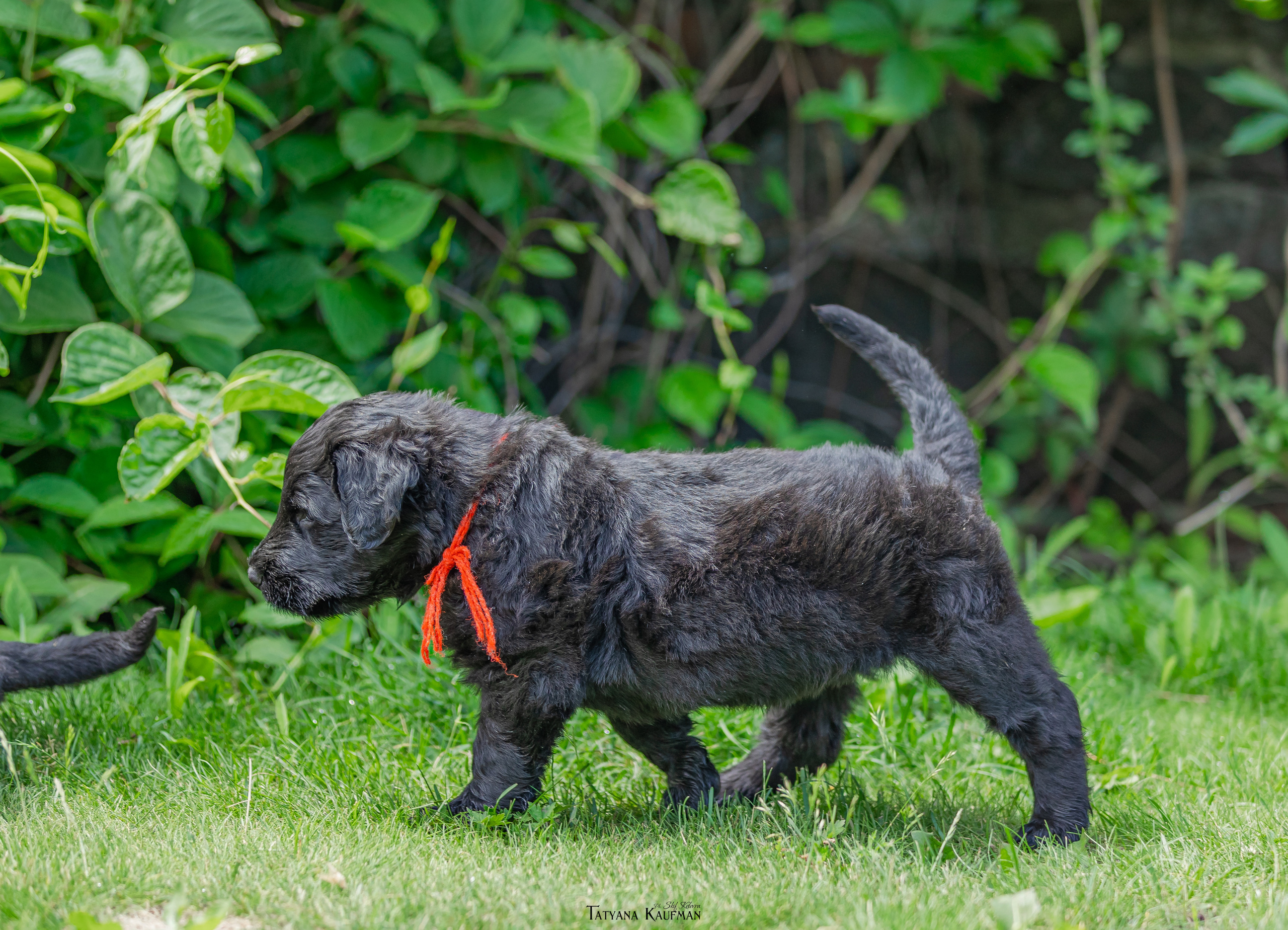Фотосъемка щенков русских черных терьеров. Фотограф Анималист из Новосибирска Татьяна Кауфман