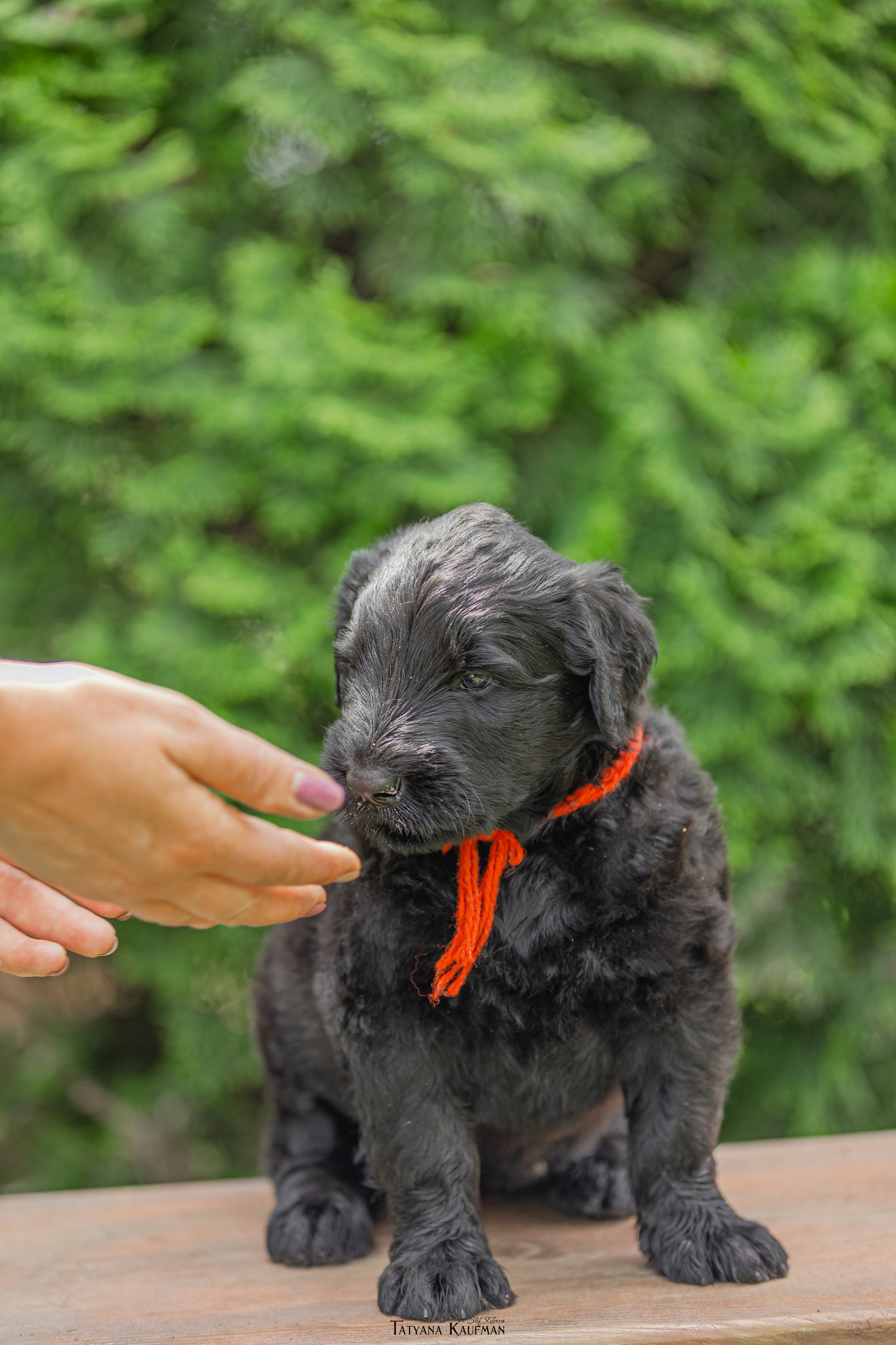 Фотосъемка щенков русских черных терьеров. Фотограф Анималист из Новосибирска Татьяна Кауфман