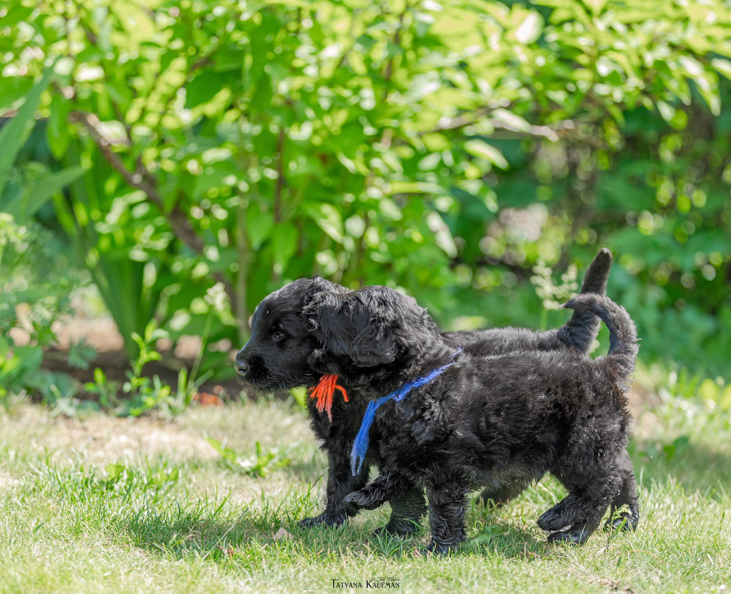 Фотосъемка щенков русских черных терьеров. Фотограф Анималист из Новосибирска Татьяна Кауфман