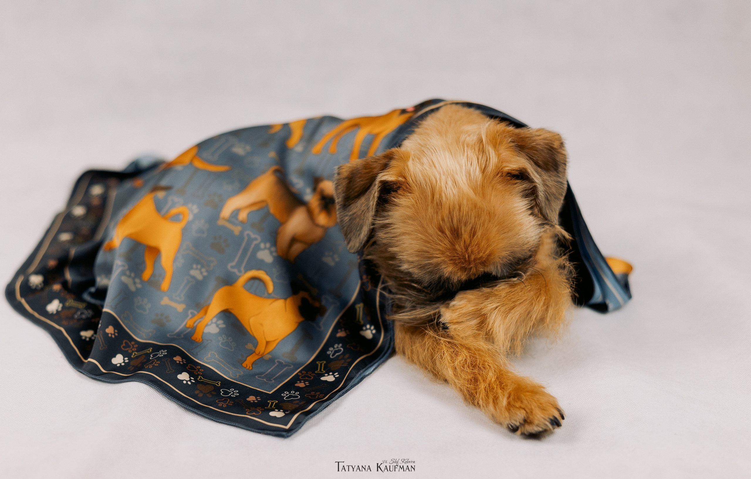 Фотосессия брюссельских гриффонов. Фотограф Анималист из Новосибирска Татьяна Кауфман