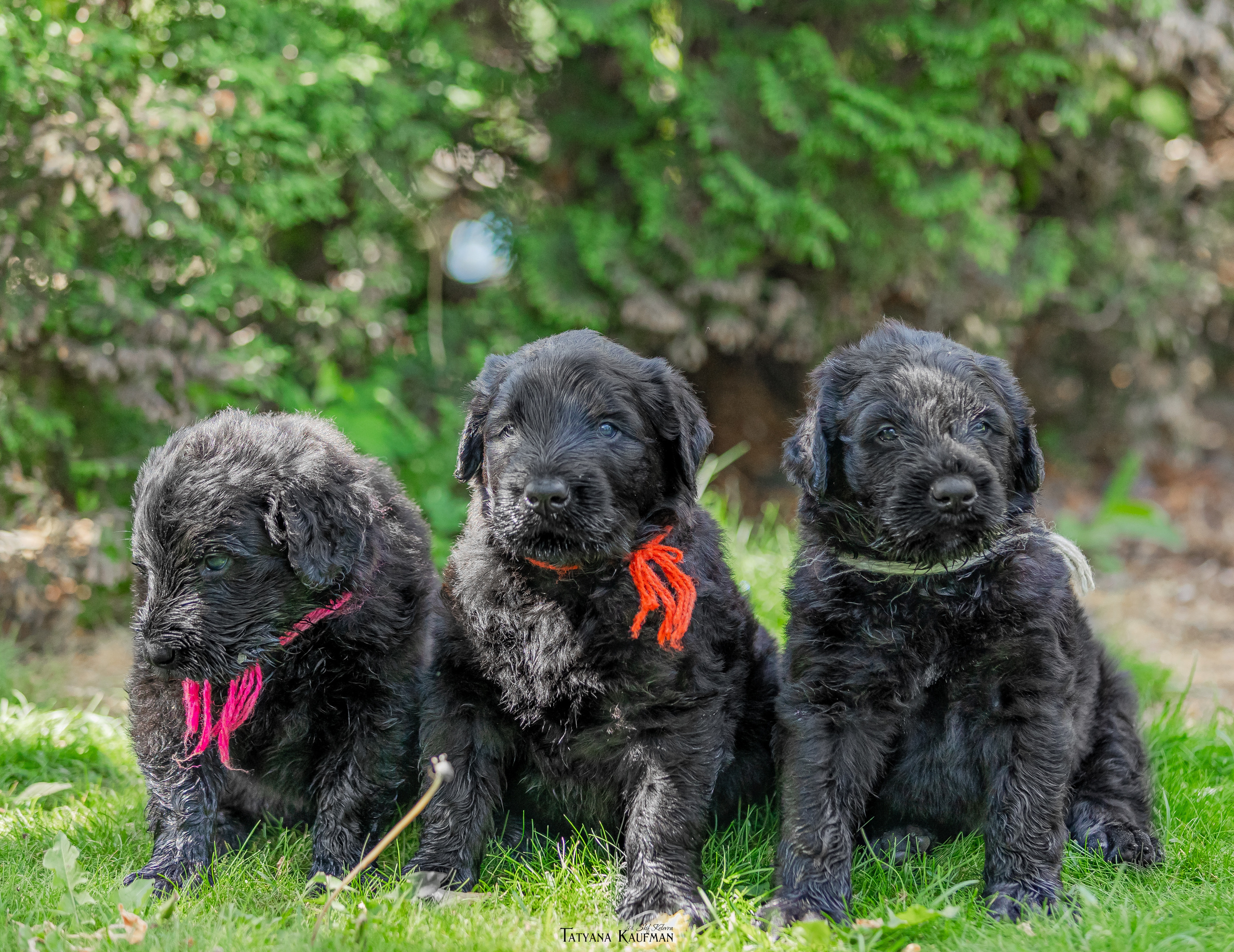 Фотосъемка щенков русских черных терьеров. Фотограф Анималист из Новосибирска Татьяна Кауфман