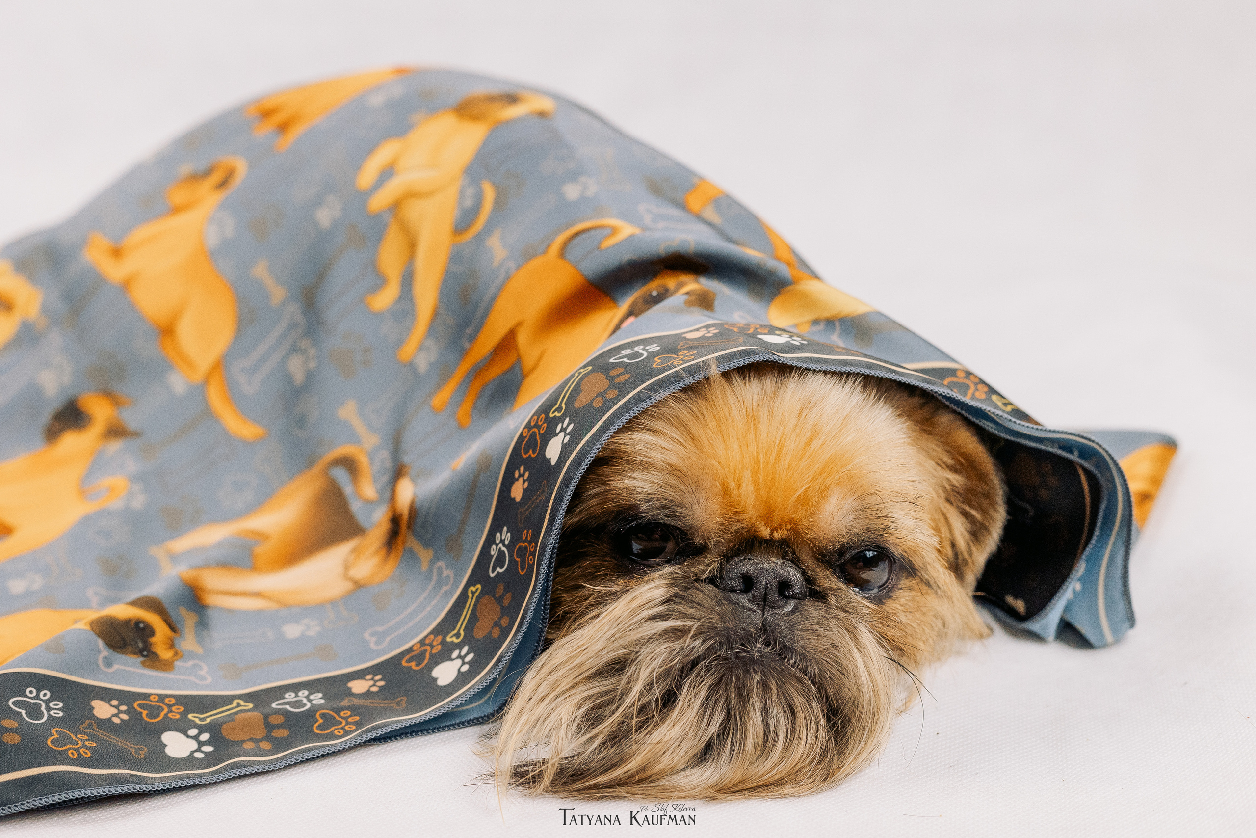 Фотосессия брюссельских гриффонов. Фотограф Анималист из Новосибирска Татьяна Кауфман