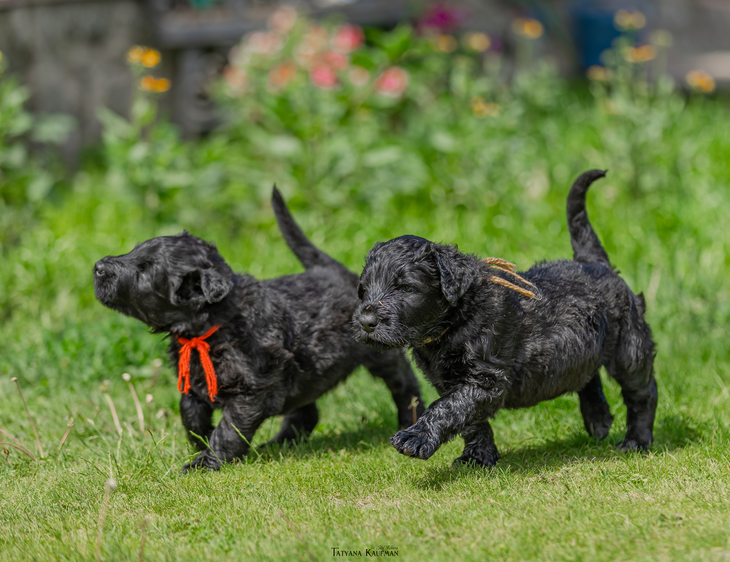 Фотосъемка щенков русских черных терьеров. Фотограф Анималист из Новосибирска Татьяна Кауфман