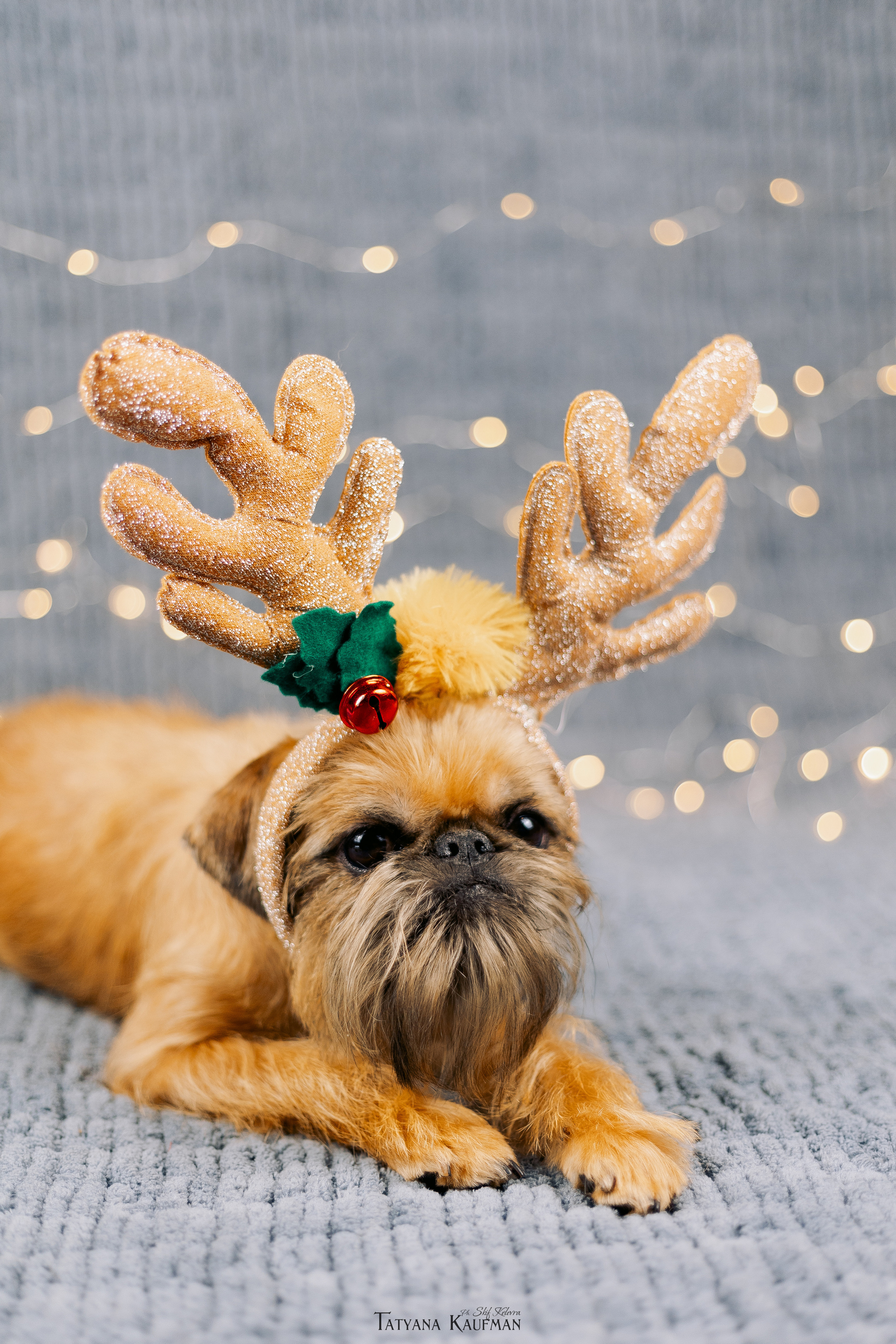 Фотосессия брюссельских гриффонов. Фотограф Анималист из Новосибирска Татьяна Кауфман