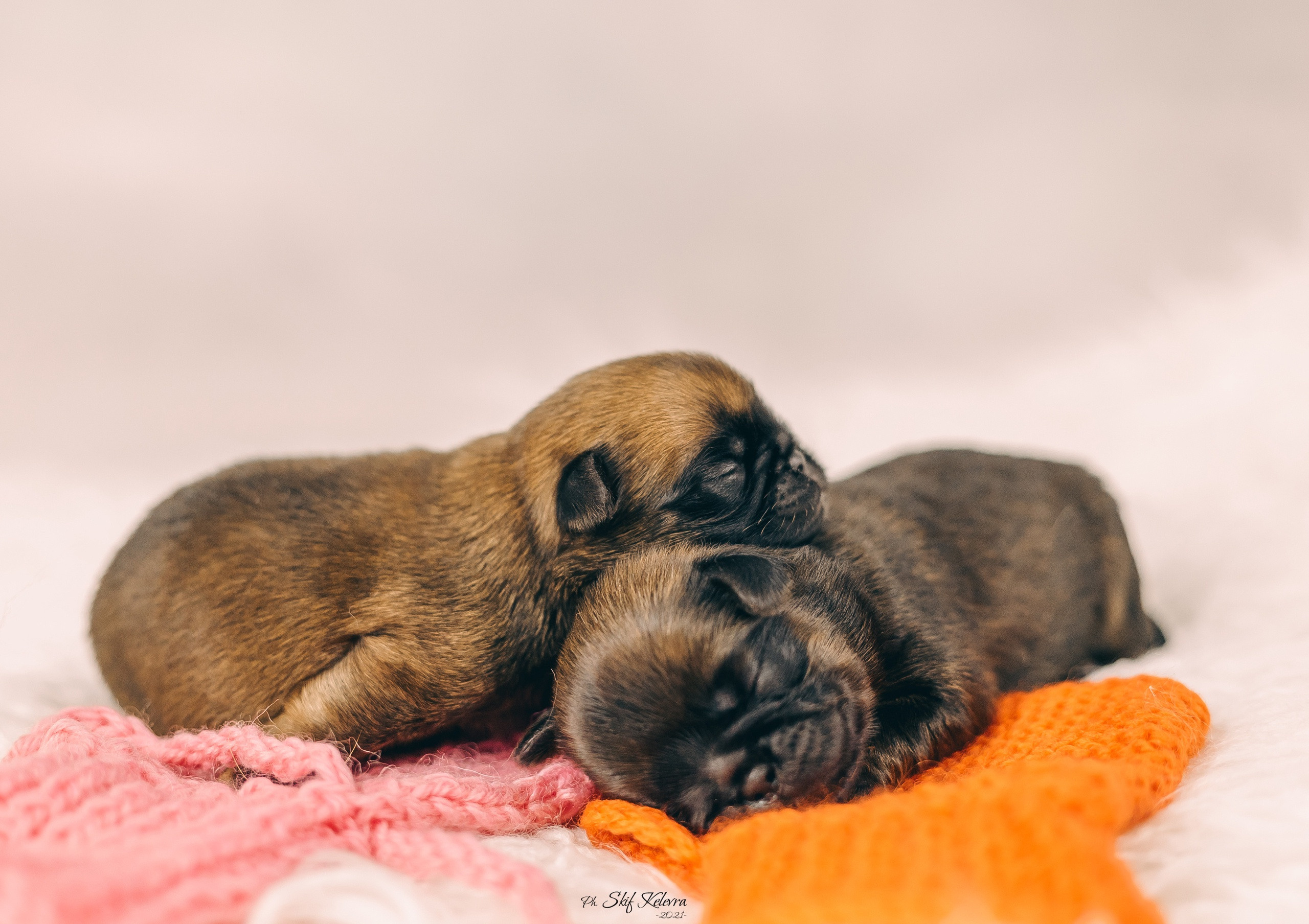 Новорожденные гриффончики. Фотограф Анималист из Новосибирска Татьяна Кауфман