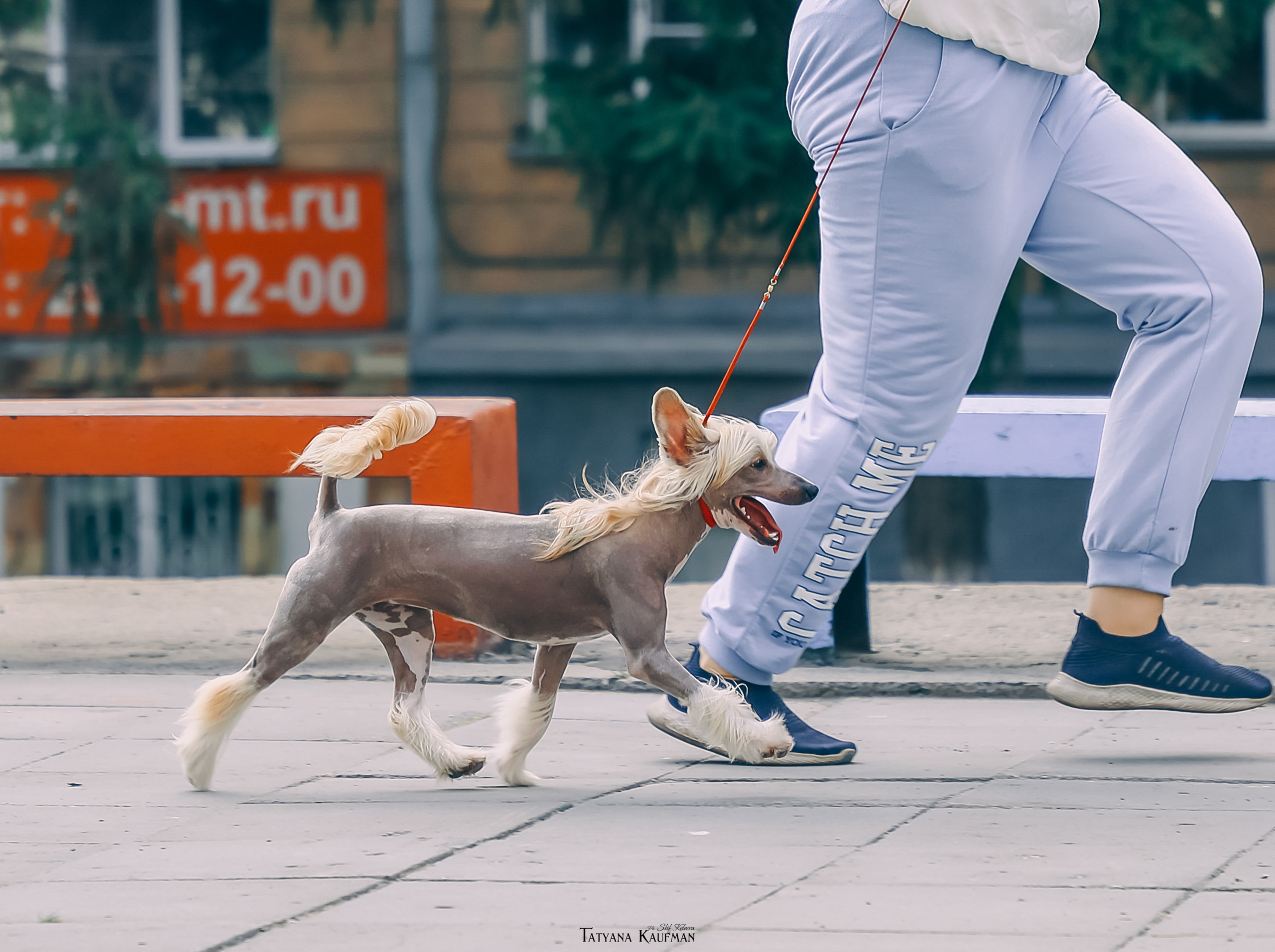 КХС Яны Кадошниковой. Фотограф Анималист из Новосибирска Татьяна Кауфман