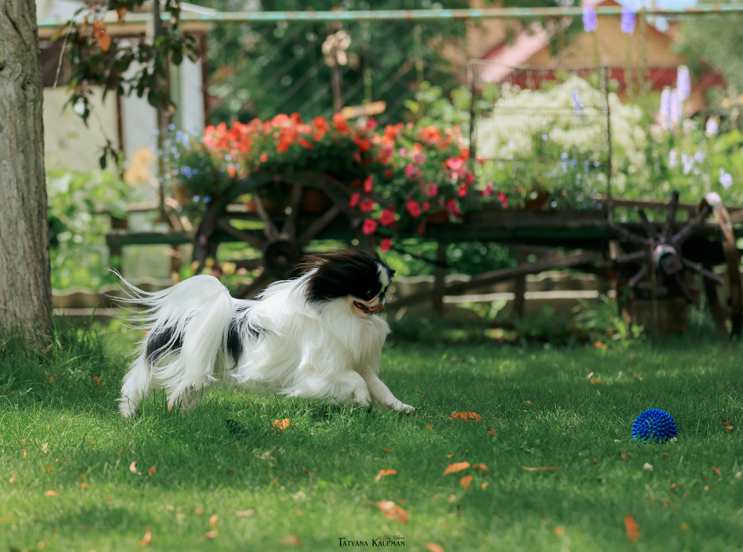 Экспресс ФОТОДНИ 27, 28, 29 июля 2022. Фотограф Анималист из Новосибирска Татьяна Кауфман
