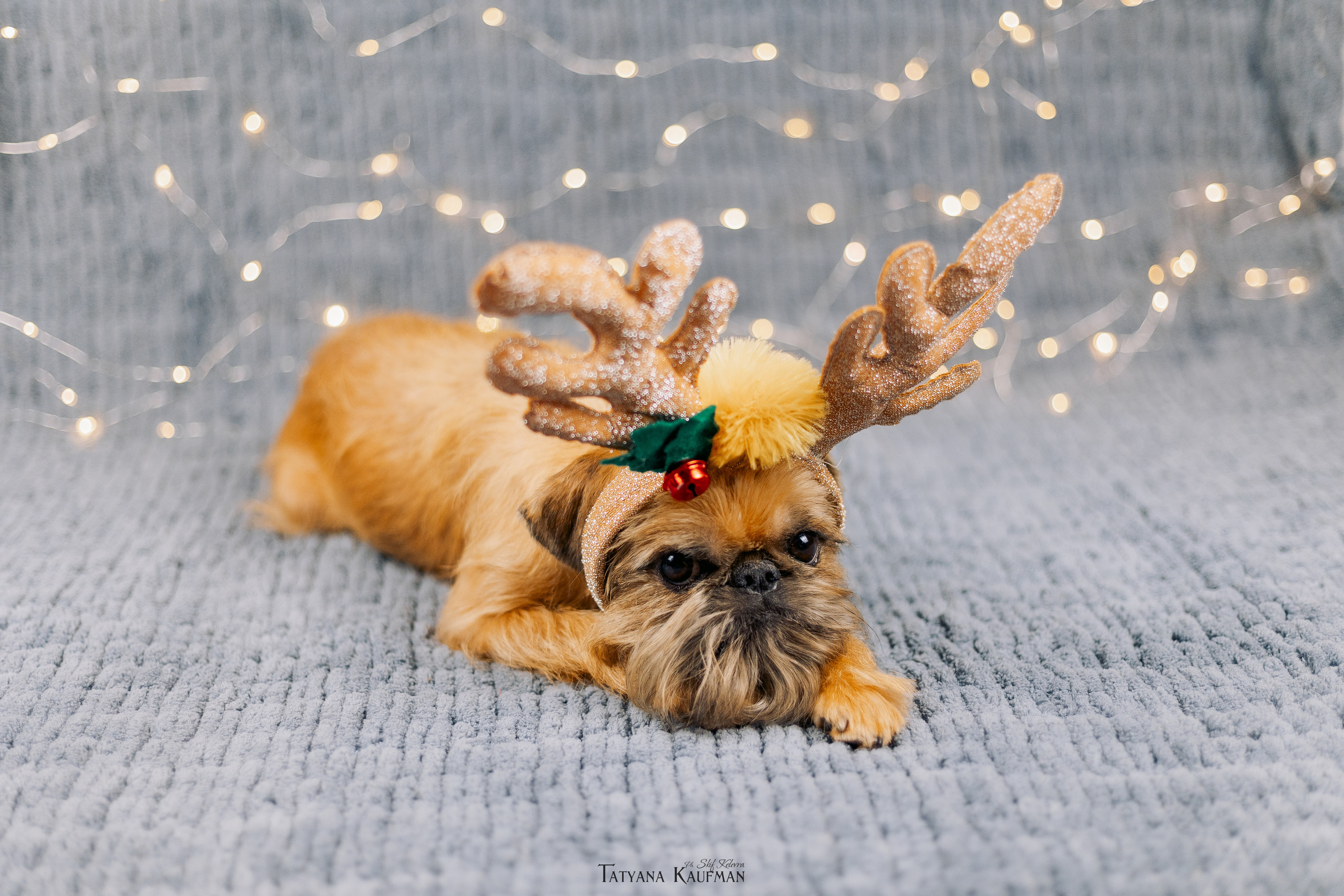 Фотосессия брюссельских гриффонов. Фотограф Анималист из Новосибирска Татьяна Кауфман