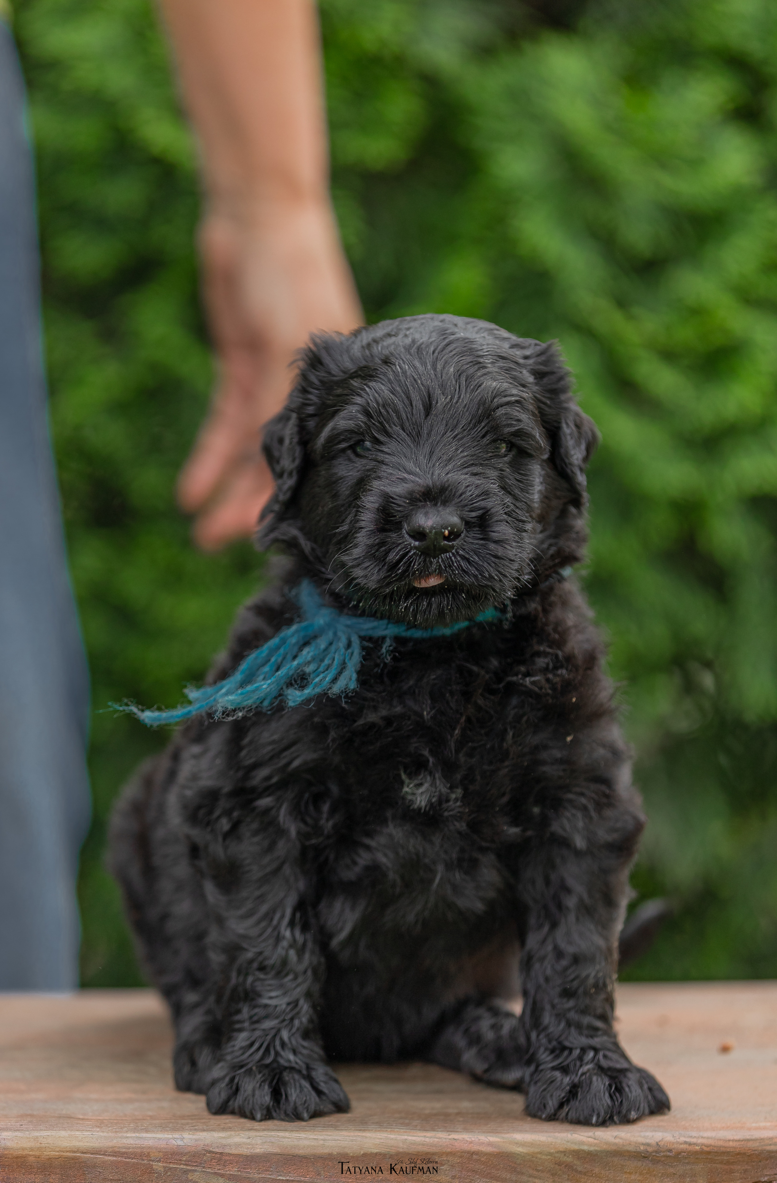Фотосъемка щенков русских черных терьеров. Фотограф Анималист из Новосибирска Татьяна Кауфман